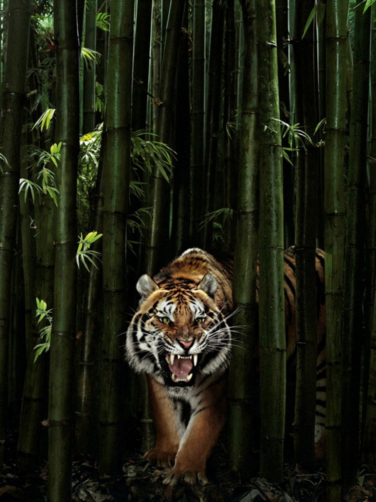 Download mobile wallpaper Cats, Tiger, Animal for free.