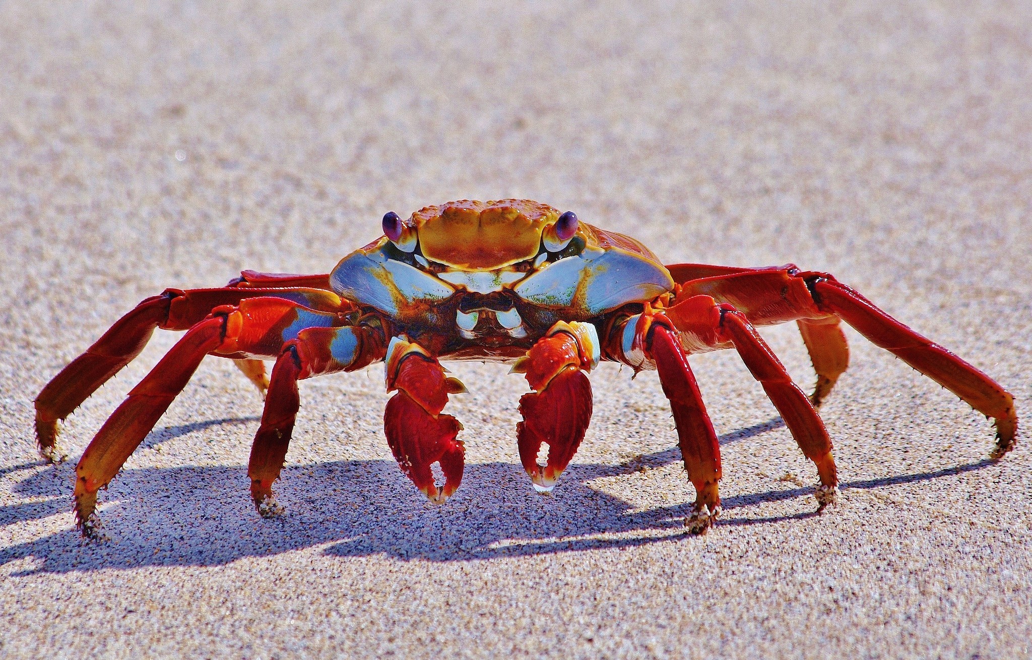 animal, crab, claws, funny