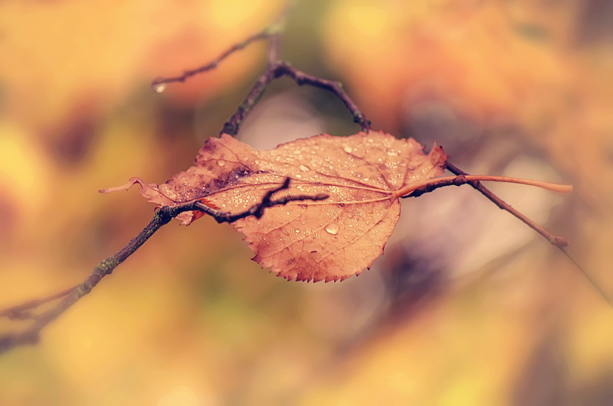 Download mobile wallpaper Blur, Close Up, Leaf, Fall, Earth, Water Drop for free.
