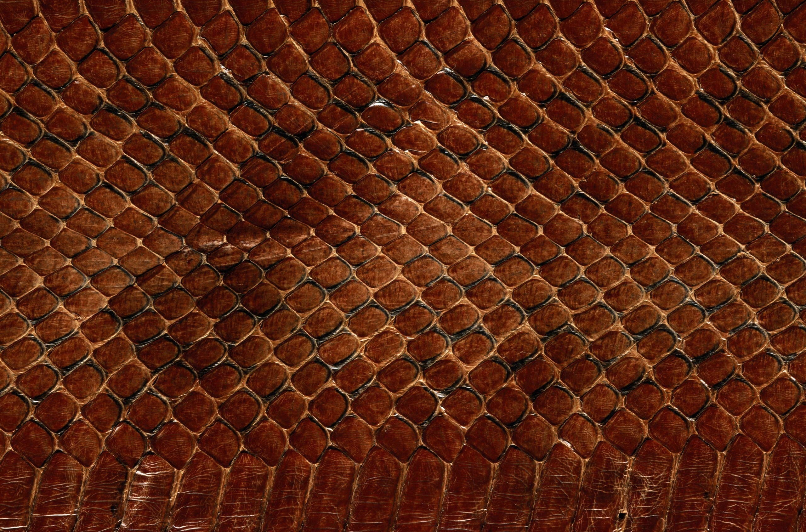 skin, leather, background, texture, textures, snake scales, scales of snakes