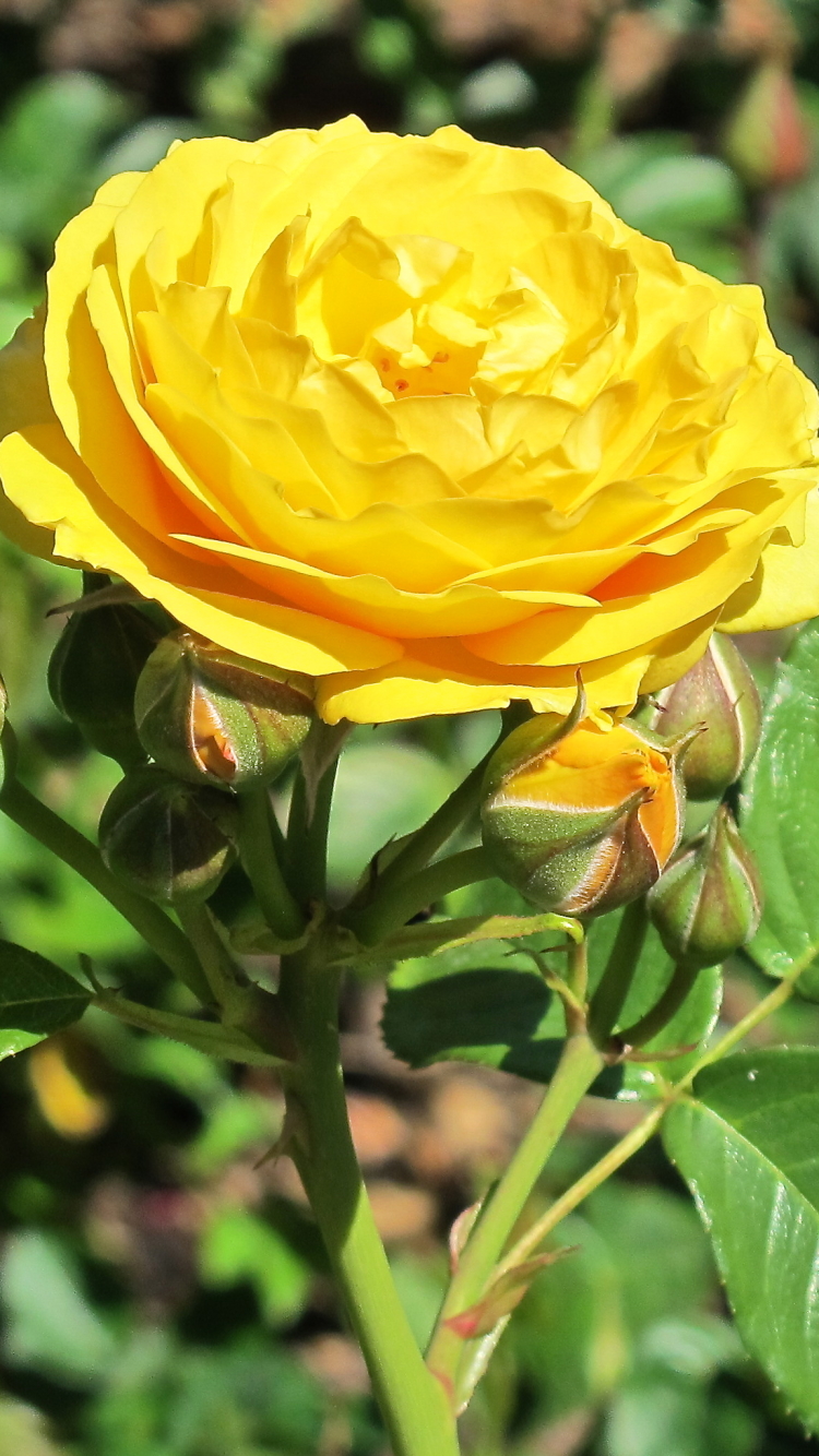 Descarga gratuita de fondo de pantalla para móvil de Flores, Rosa, Tierra/naturaleza.