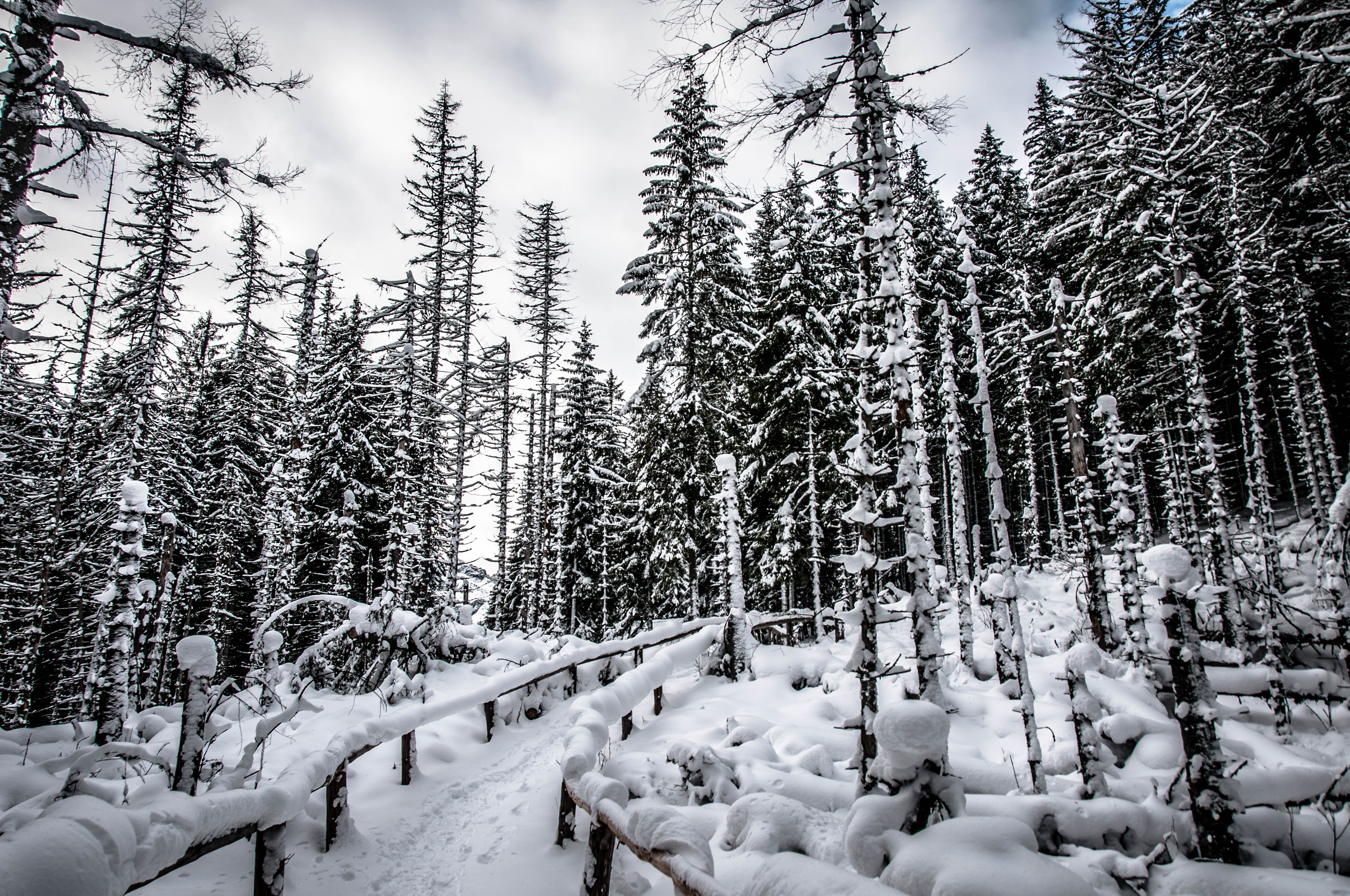 Handy-Wallpaper Natur, Bäume, Wald, Schnee kostenlos herunterladen.