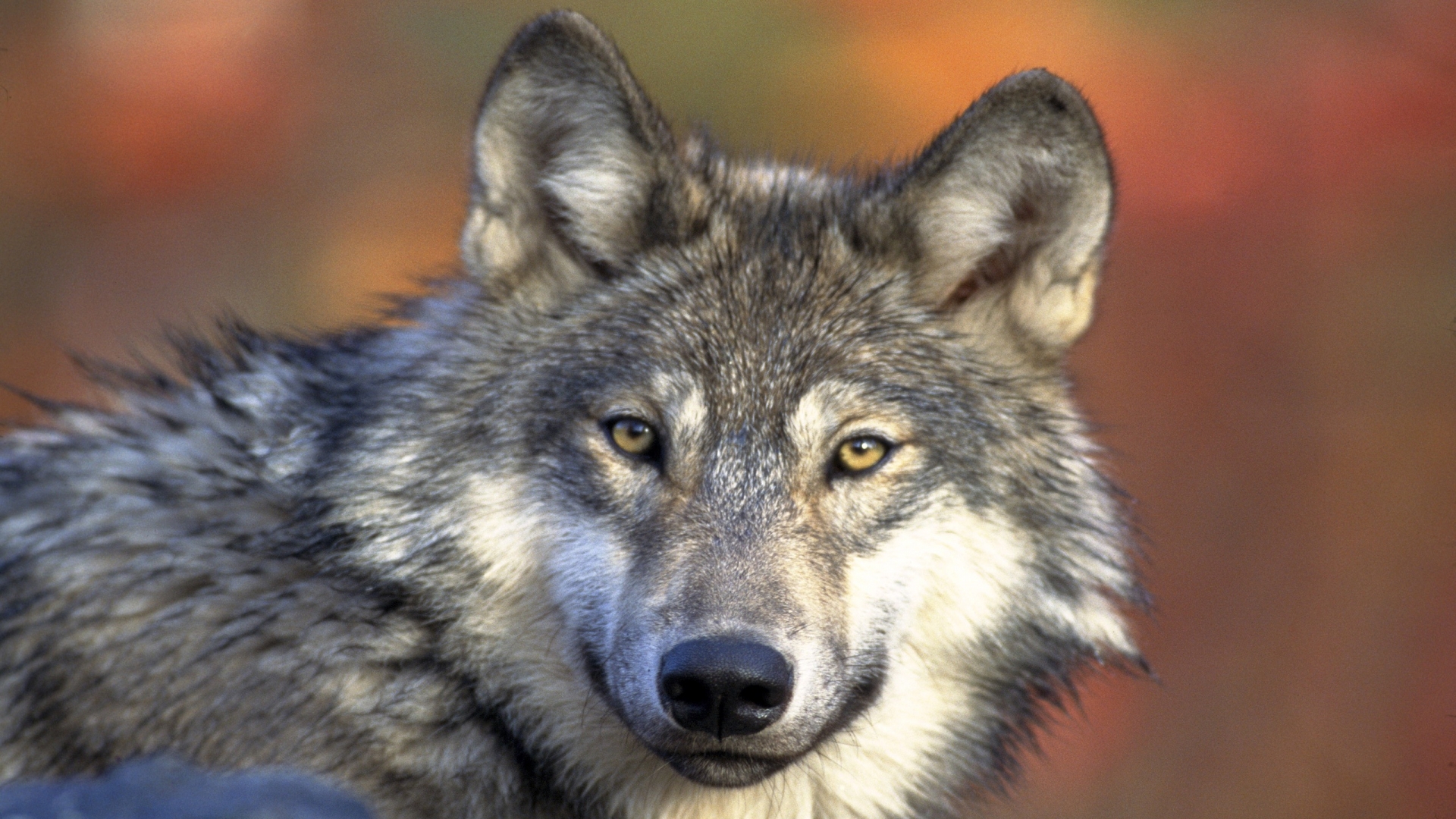 Download mobile wallpaper Close Up, Wolf, Animal for free.