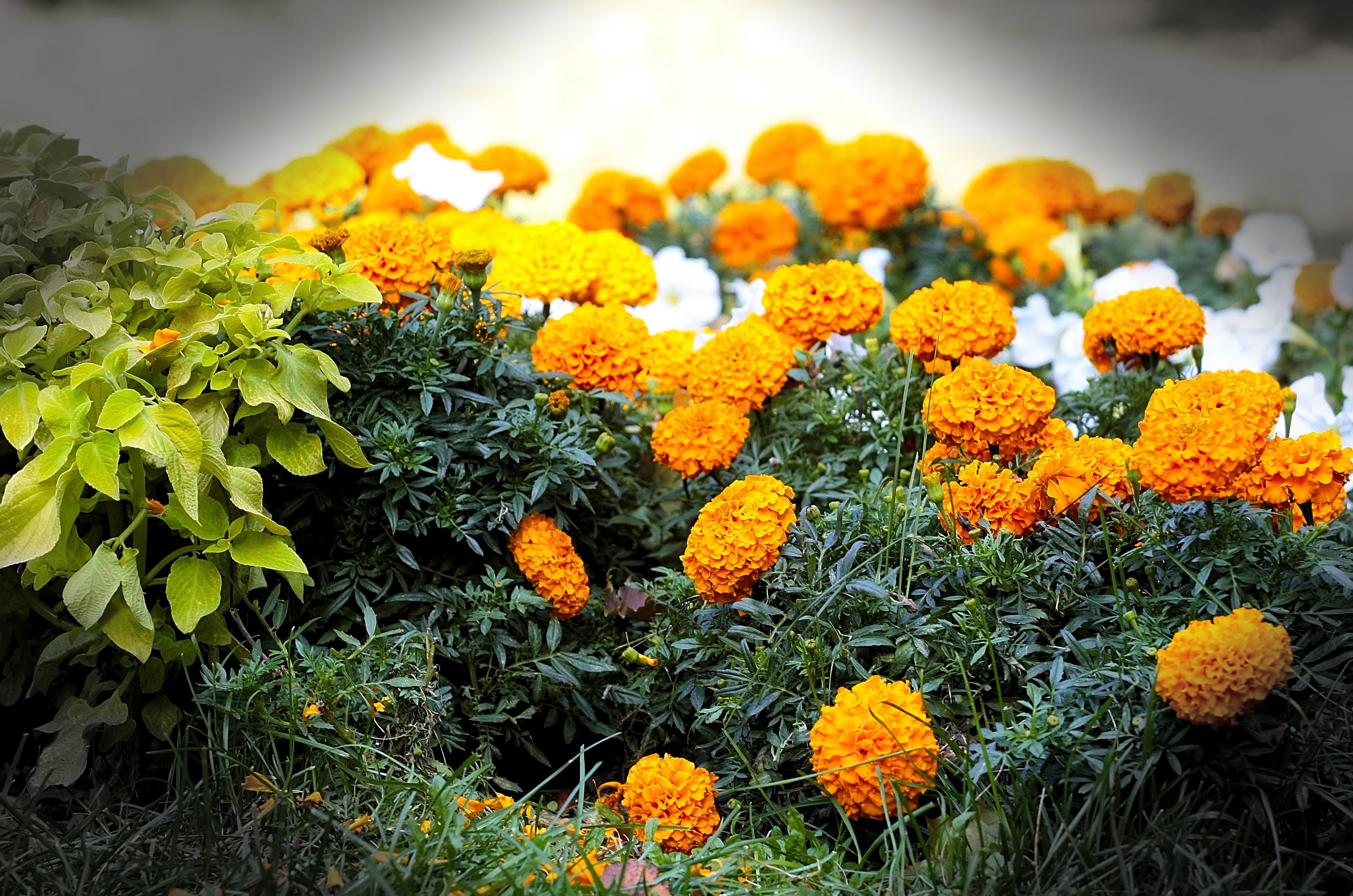 flowers, blur, smooth, flower bed, flowerbed, velvet, barhotki
