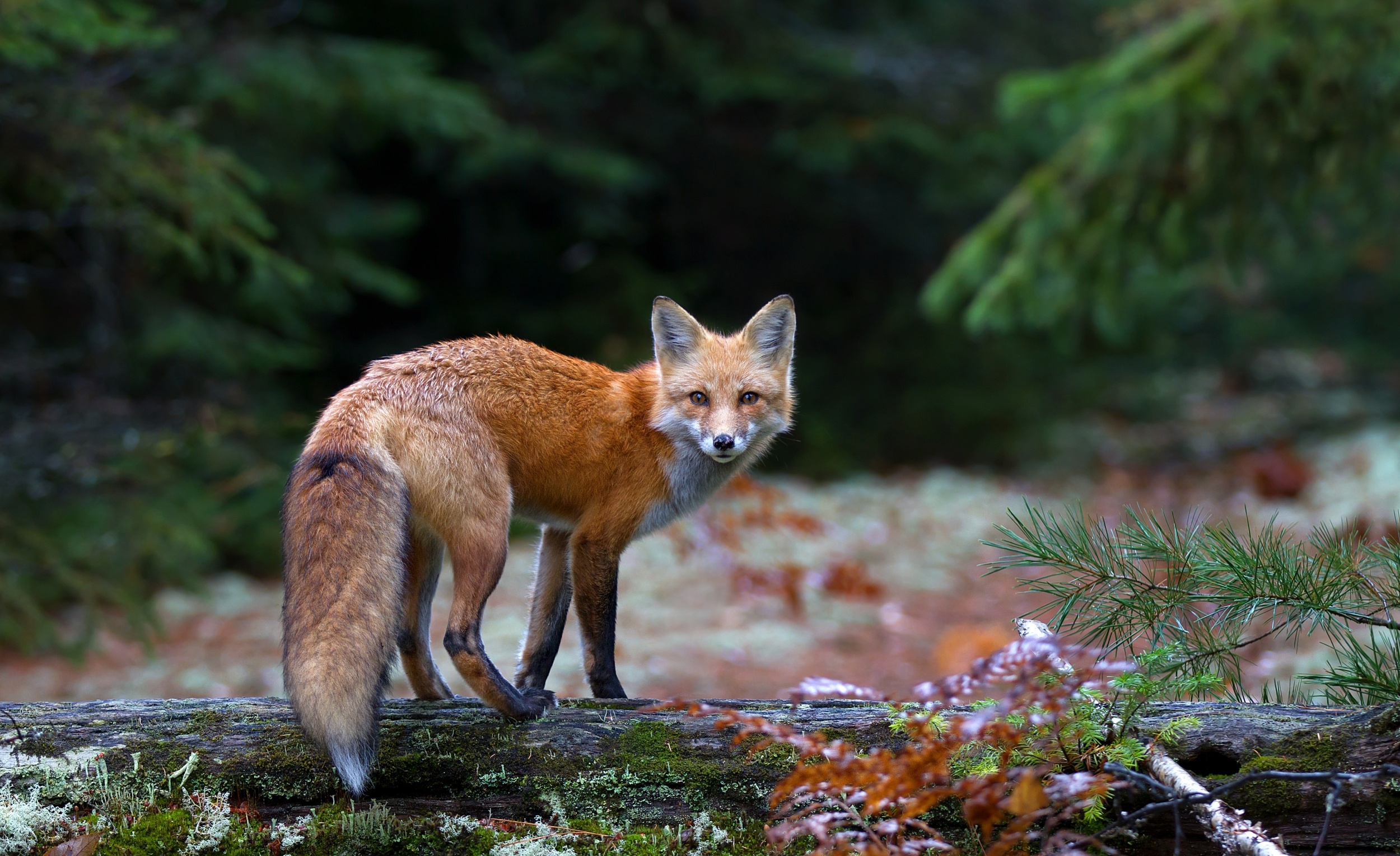 Laden Sie das Tiere, Fuchs, Starren-Bild kostenlos auf Ihren PC-Desktop herunter