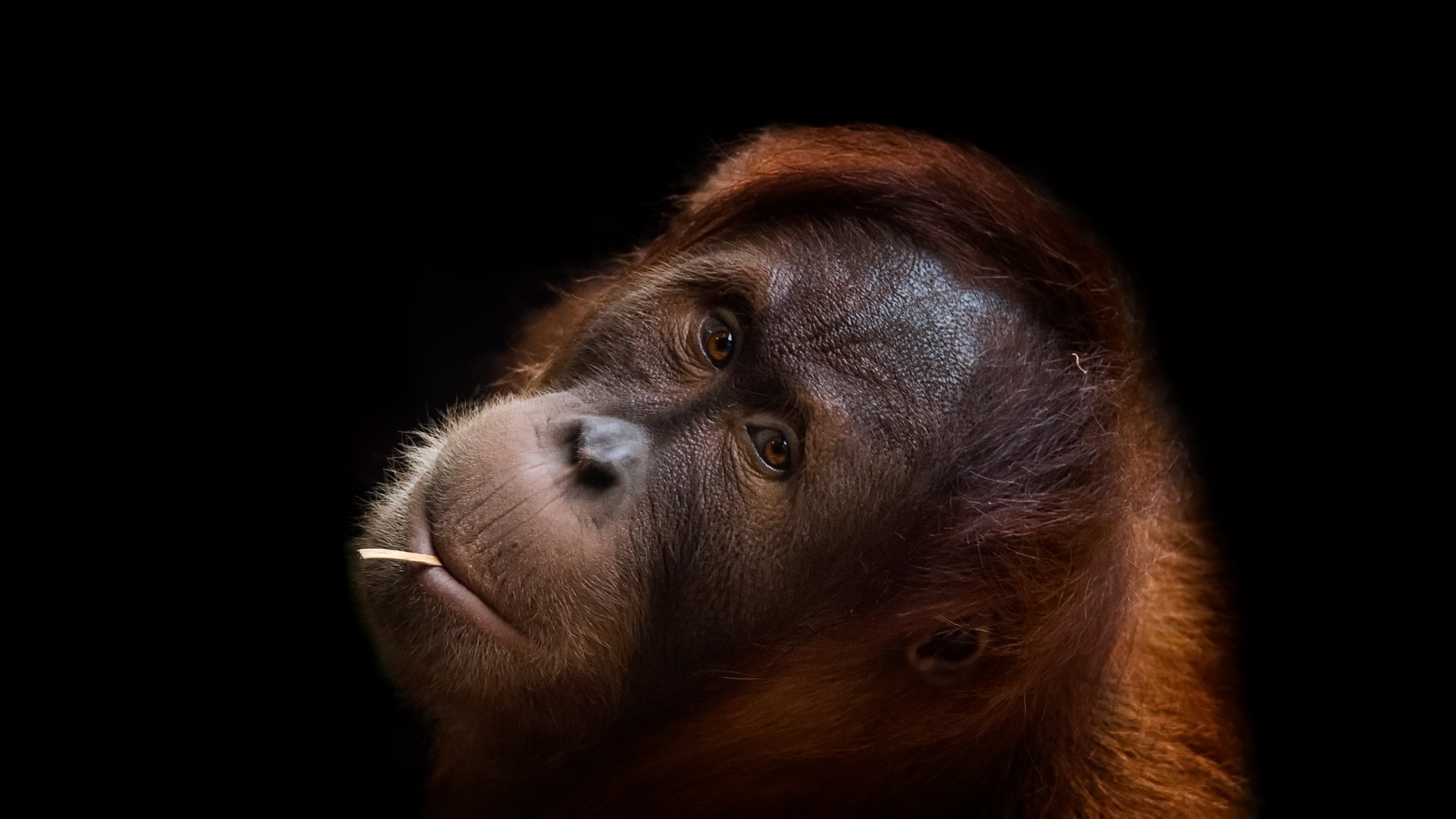 Download mobile wallpaper Monkeys, Monkey, Animal, Primate, Orangutan for free.