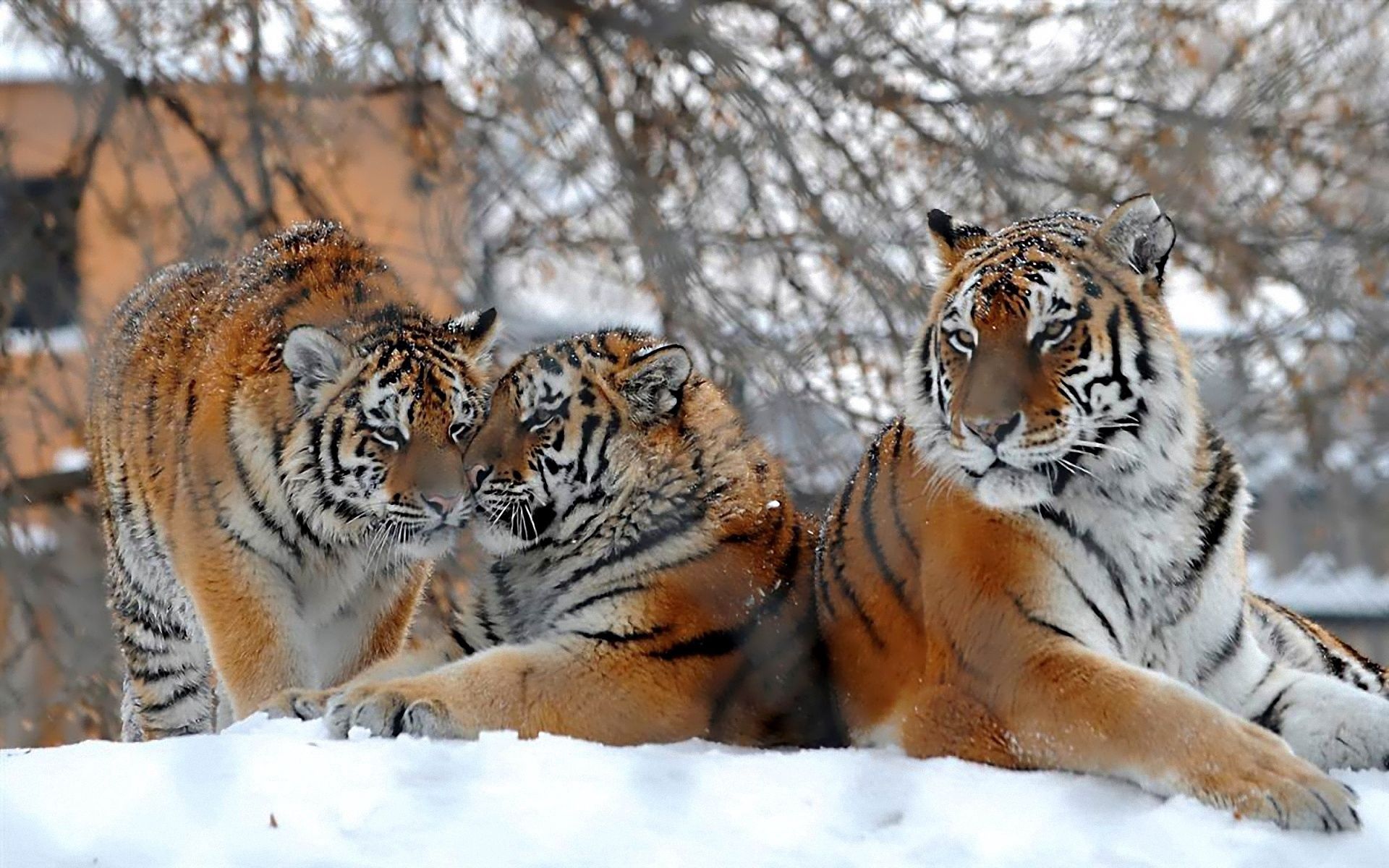 142167 завантажити картинку тигри, тварини, сніг, три, великі кішки, снігопад - шпалери і заставки безкоштовно