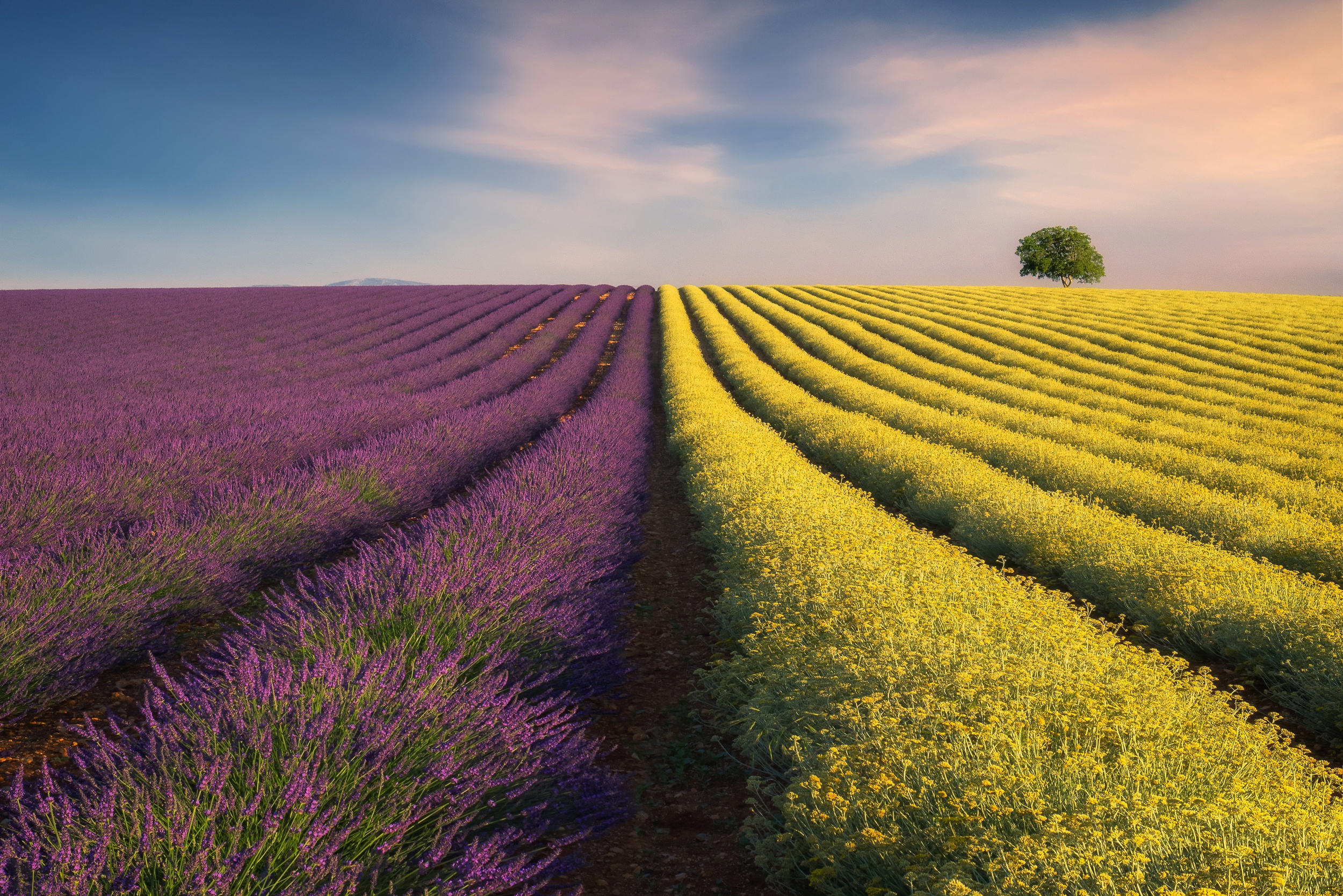Free download wallpaper Flower, Earth, Field, Lavender, Rapeseed on your PC desktop