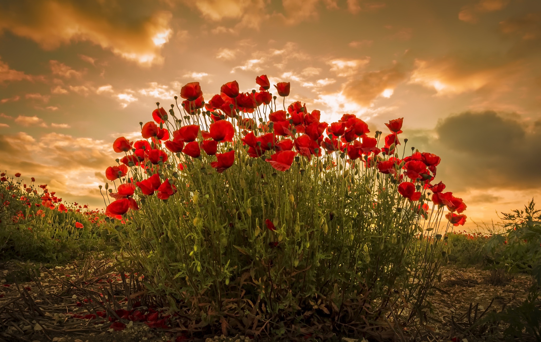 Téléchargez des papiers peints mobile Fleurs, Fleur, Coquelicot, Fleur Rouge, La Nature, Terre/nature gratuitement.