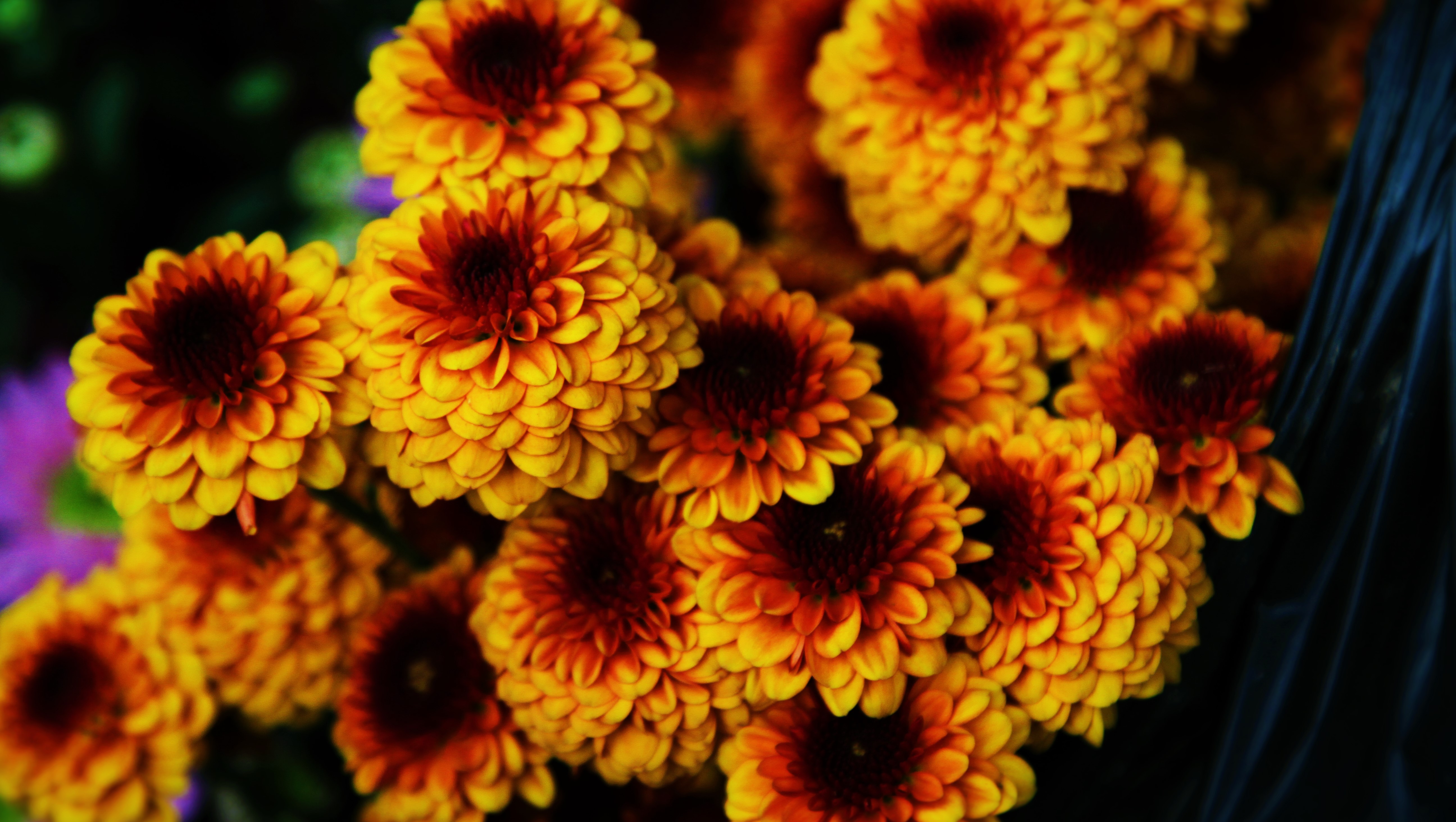 Handy-Wallpaper Blumen, Blume, Nahansicht, Gelbe Blume, Erde/natur, Planze kostenlos herunterladen.