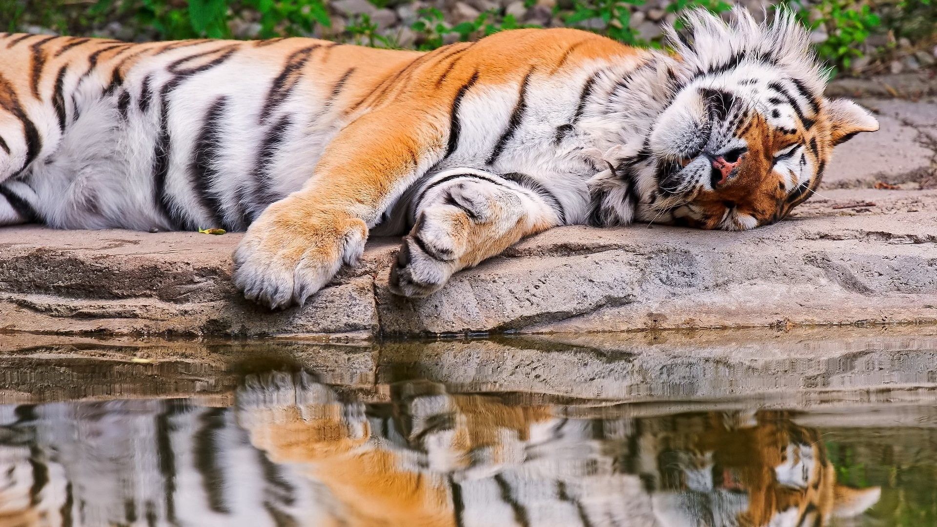 Free download wallpaper Water, Reflection, To Lie Down, Lie, Animals, Tiger on your PC desktop