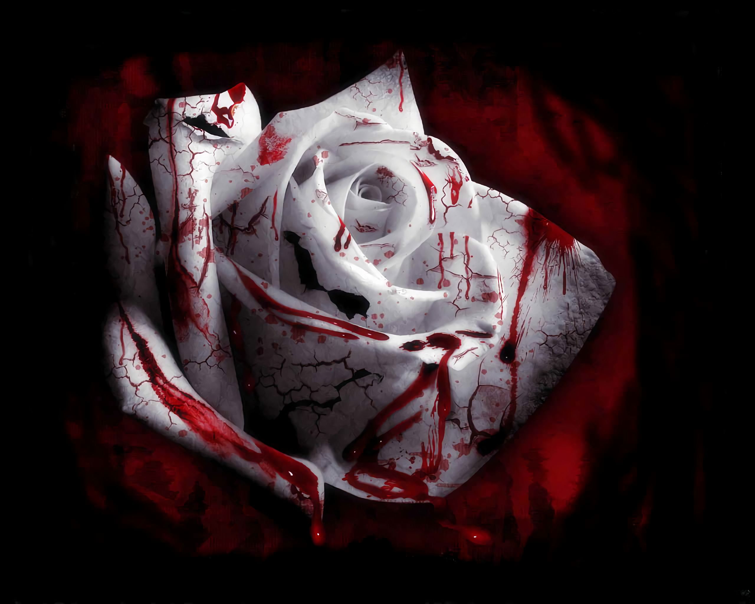 1077390 descargar imagen sangre, oscuro, flor, flor blanca, rosa blanca: fondos de pantalla y protectores de pantalla gratis