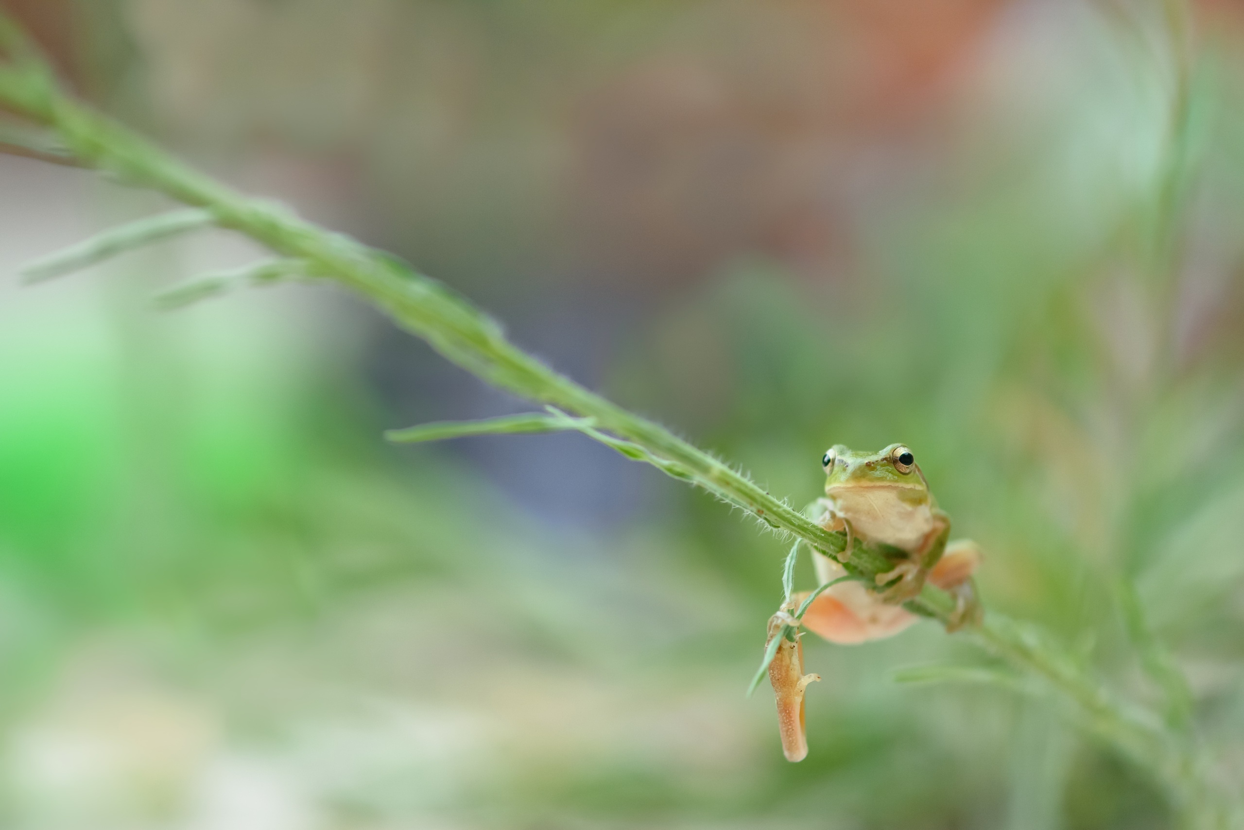 Download mobile wallpaper Frogs, Macro, Animal, Frog, Amphibian for free.