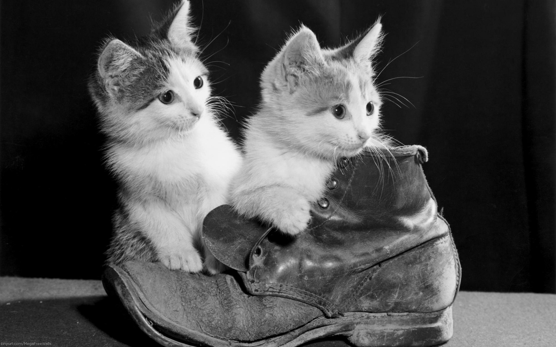 1460094 скачать картинку котенок, детеныш животного, животные, милый, черно белый, кошка, обуви - обои и заставки бесплатно