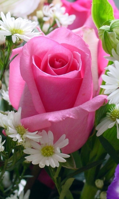 Download mobile wallpaper Flowers, Flower, Rose, Earth, Pink Rose for free.