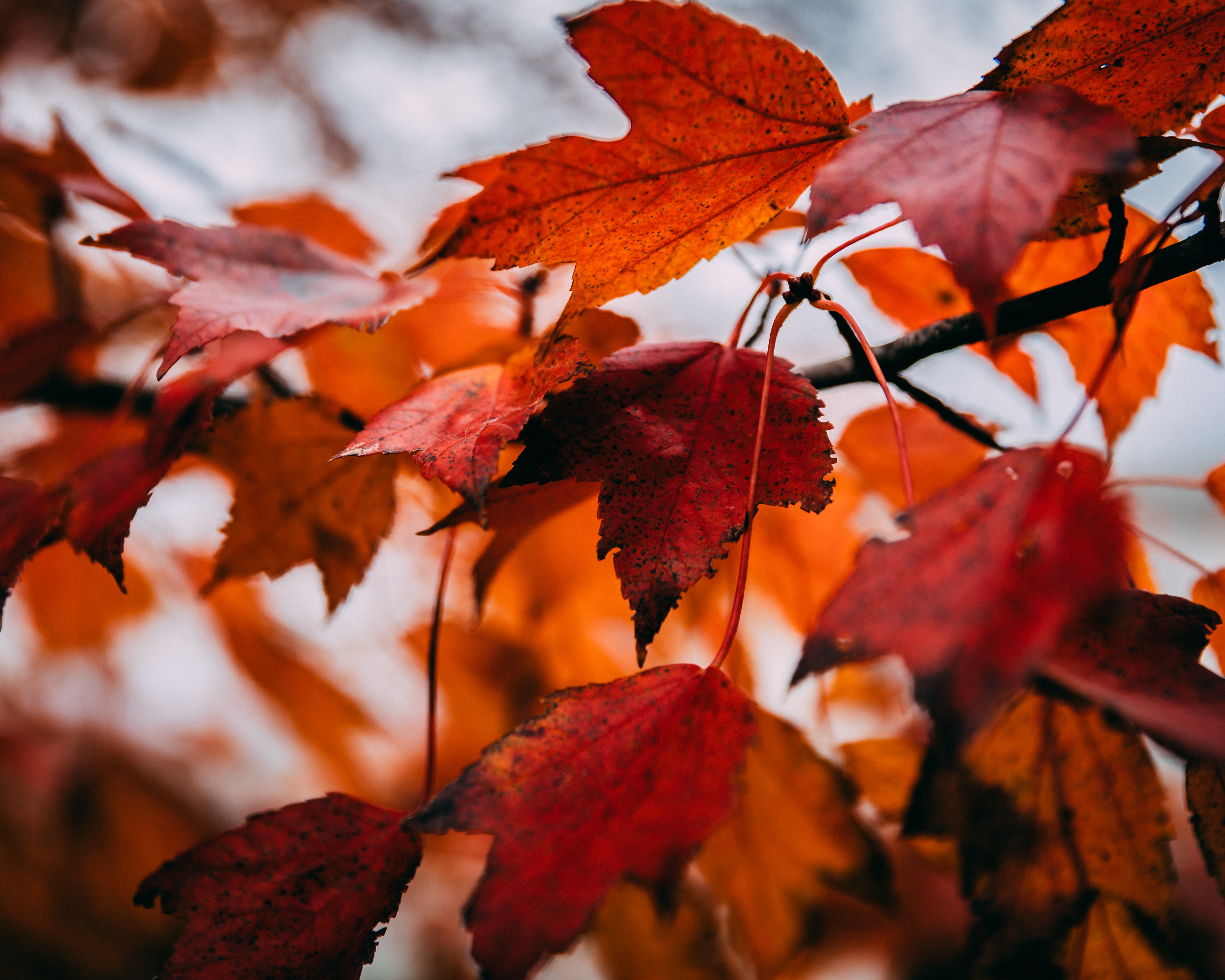 Free download wallpaper Autumn, Branch, Dry, Macro, Maple, Leaves on your PC desktop