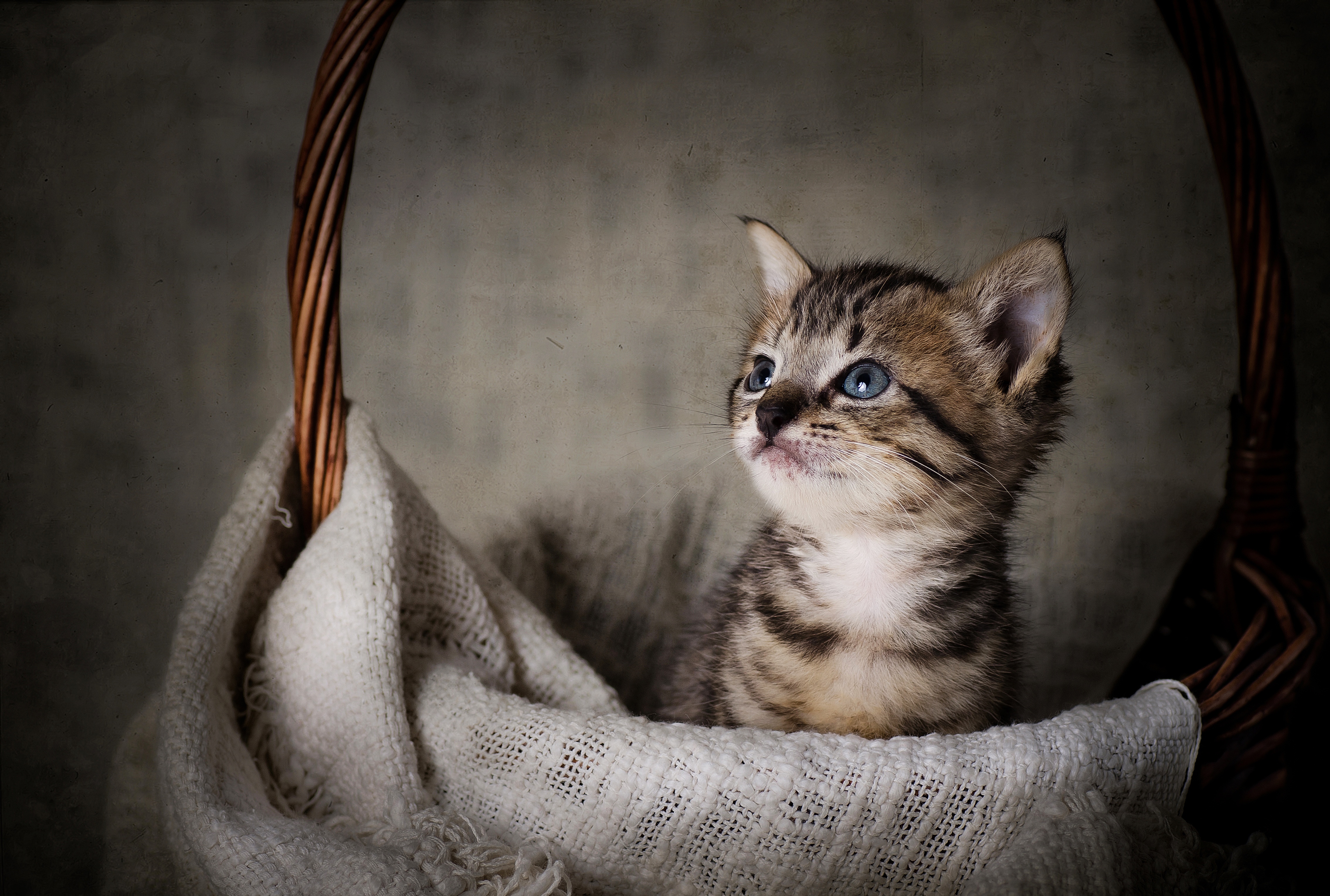 PCデスクトップに動物, ネコ, 猫, 子猫, 赤ちゃん動物画像を無料でダウンロード