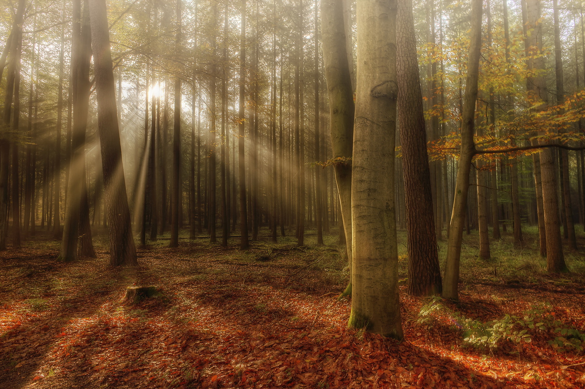 Téléchargez gratuitement l'image Automne, Forêt, Arbre, Rayon De Soleil, La Nature, Terre/nature sur le bureau de votre PC