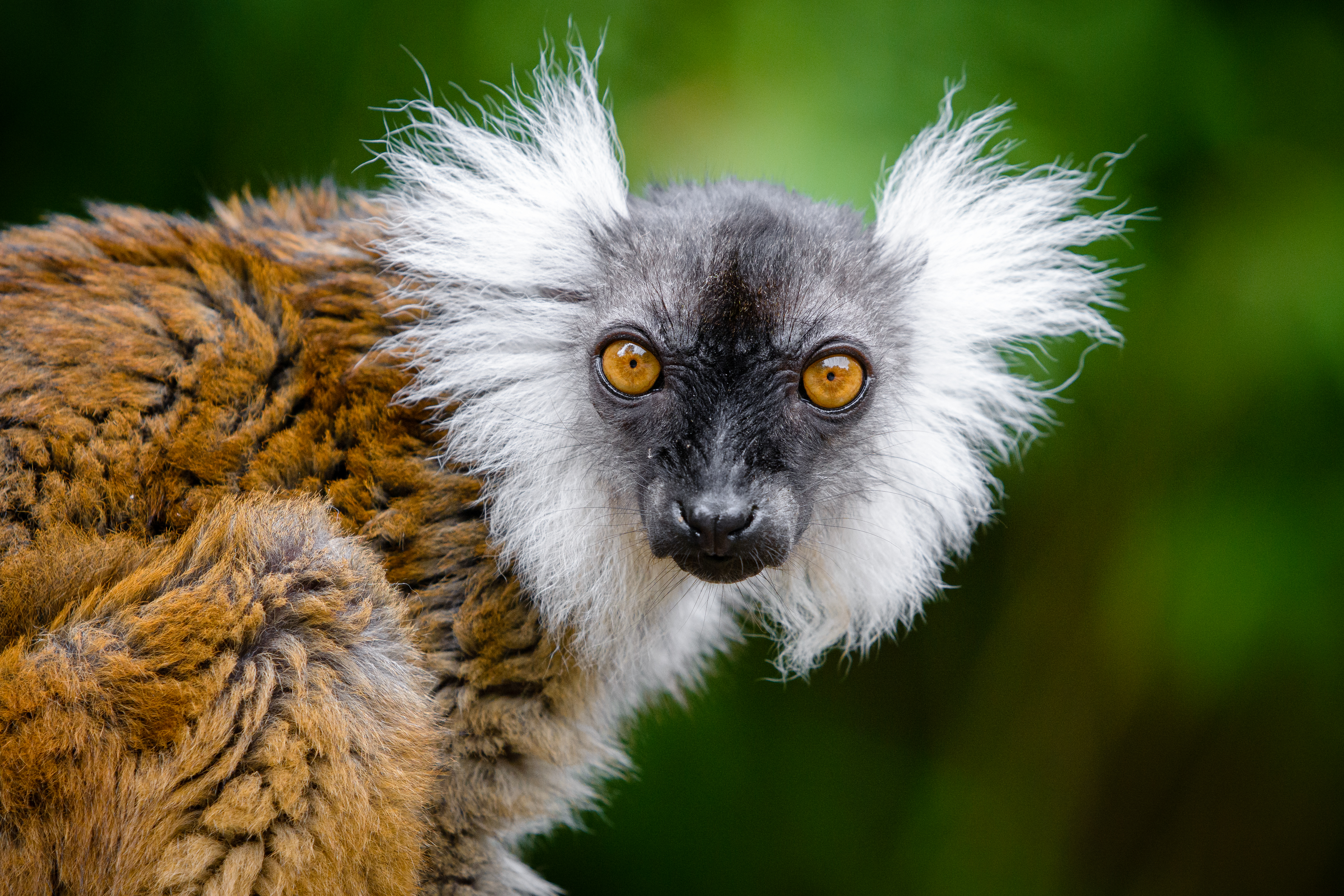 55592 Hintergrundbild herunterladen lemur, tiere, sicht, meinung, wilde natur, wildlife, tier, komisch, lustig - Bildschirmschoner und Bilder kostenlos