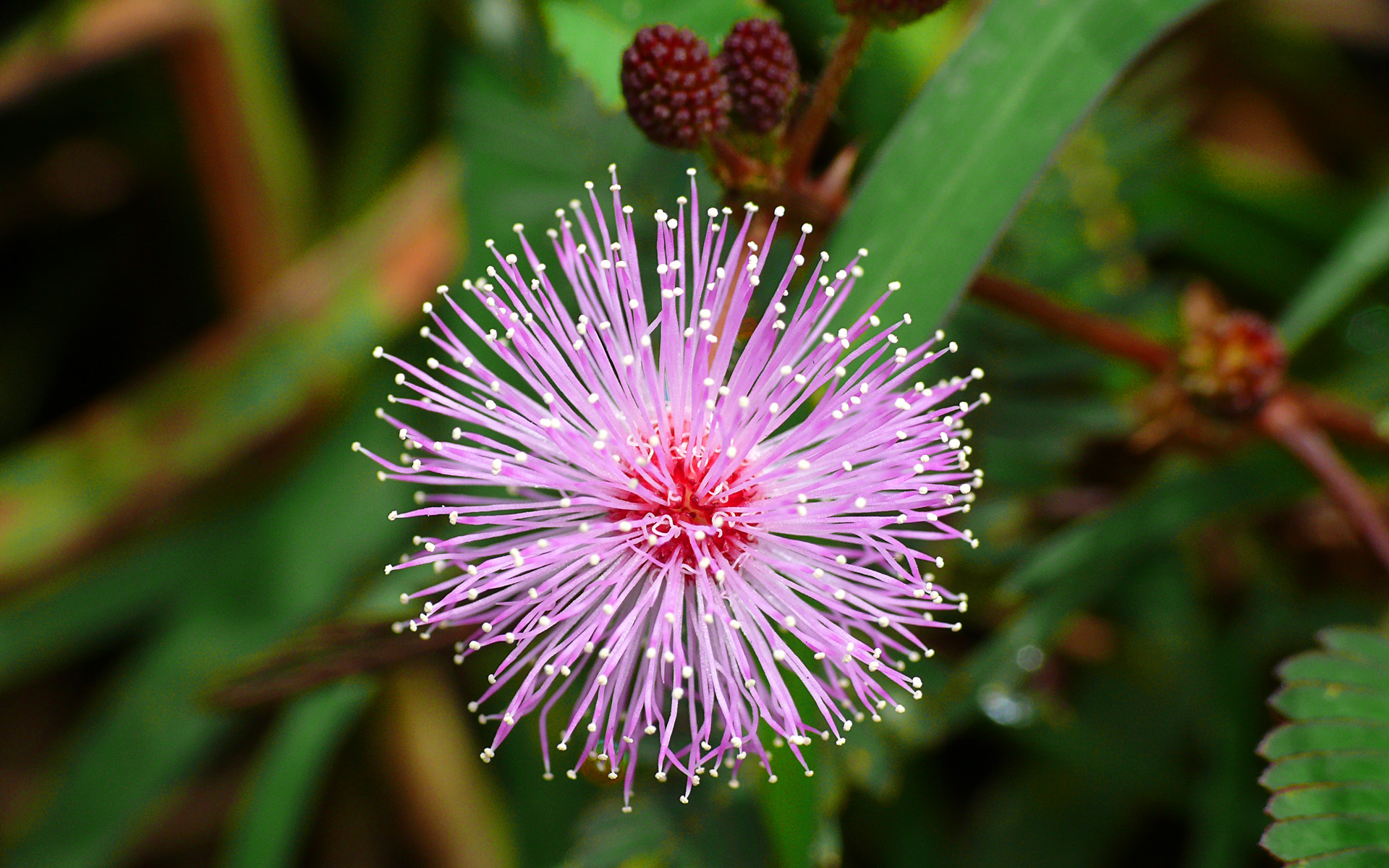 Free download wallpaper Flowers, Flower, Earth, Purple, Pink Flower on your PC desktop