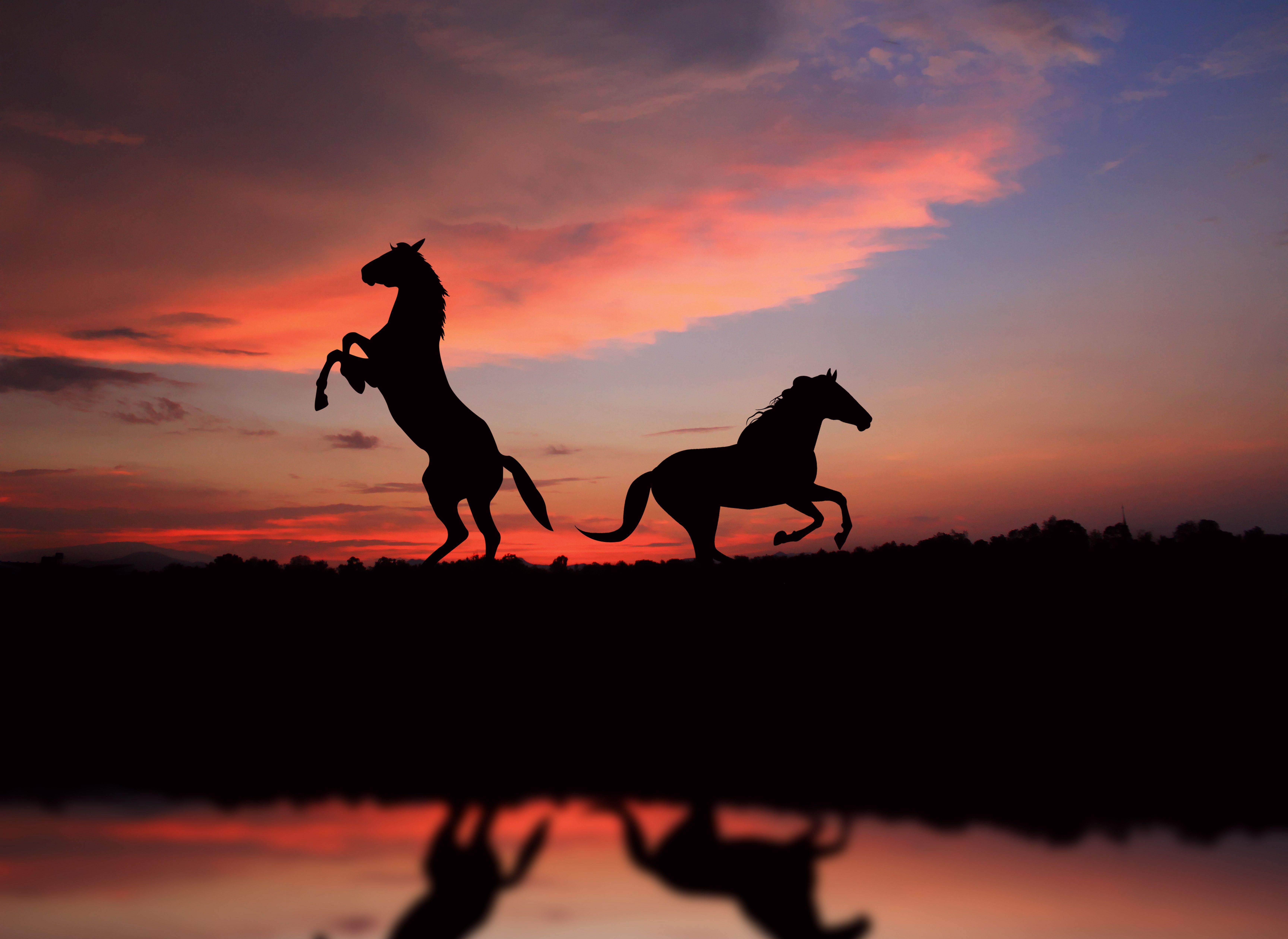 240662画像をダウンロード馬, 動物, 反射, シルエット, 日没-壁紙とスクリーンセーバーを無料で