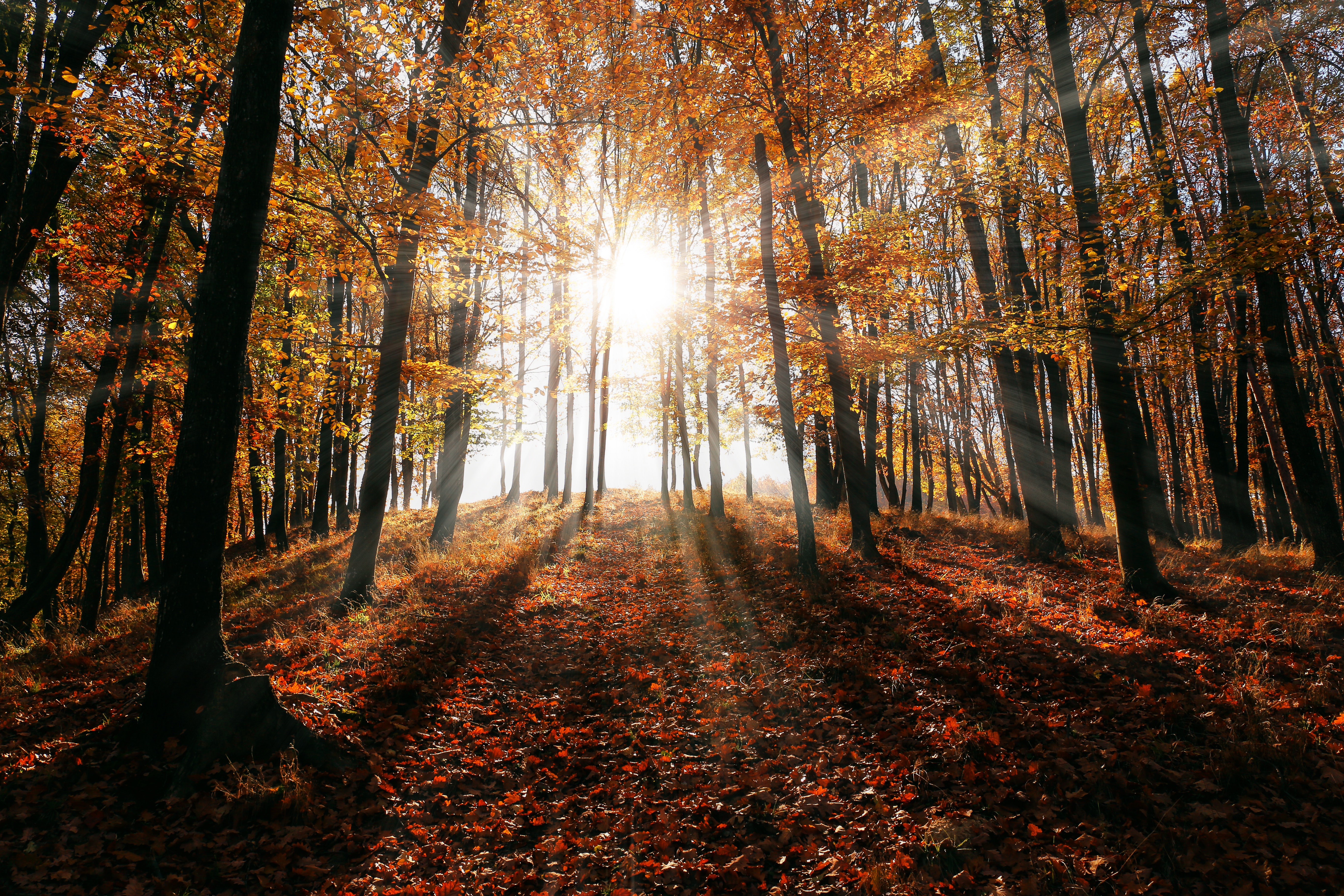 Téléchargez gratuitement l'image Automne, Forêt, Rayon De Soleil, La Nature, Terre/nature sur le bureau de votre PC