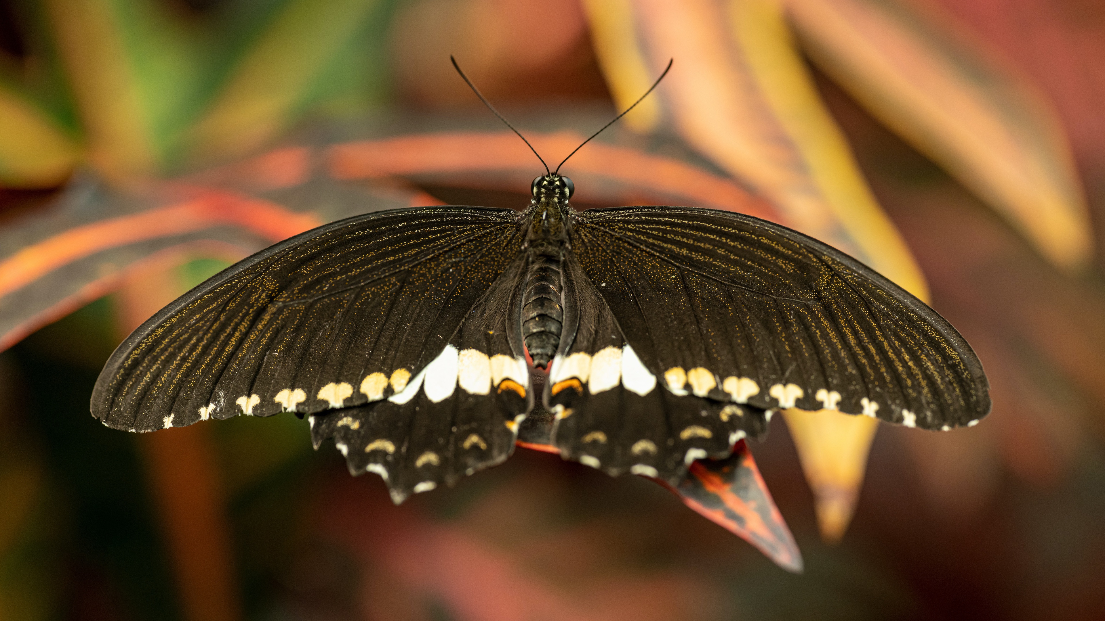 Free download wallpaper Macro, Butterfly, Animal, Wings on your PC desktop