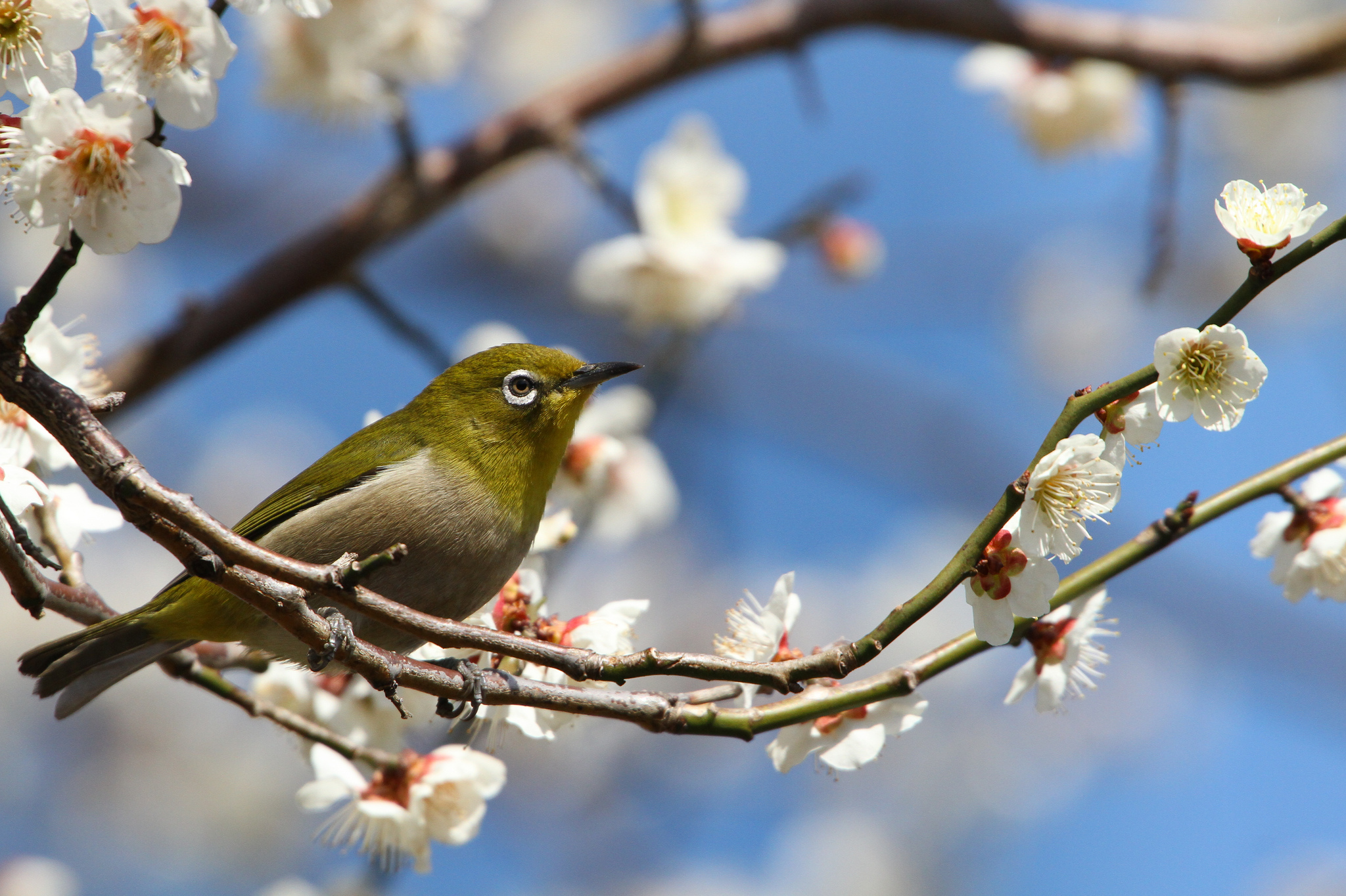 sakura, animal, japanese white eye, blossom, japan, passerine, spring, birds