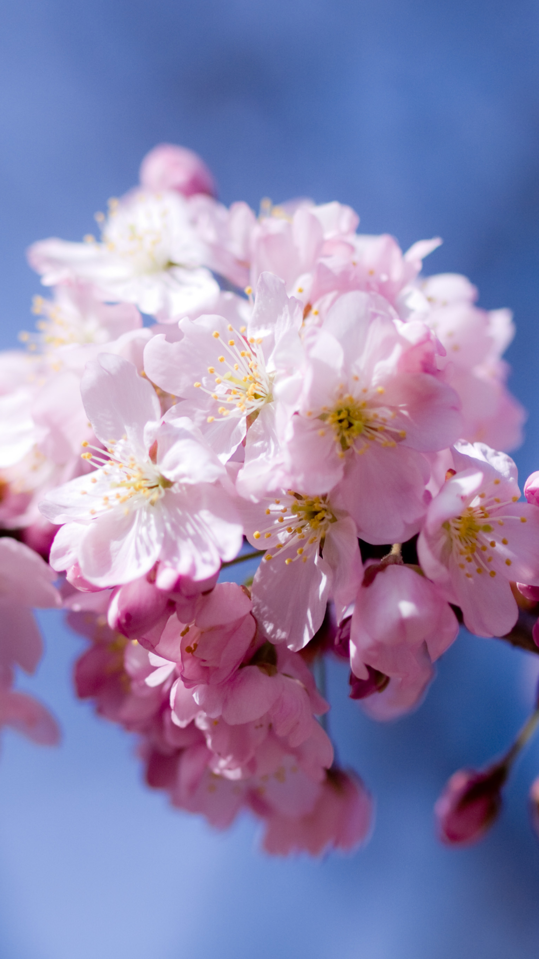 Descarga gratuita de fondo de pantalla para móvil de Flores, Florecer, Tierra/naturaleza.