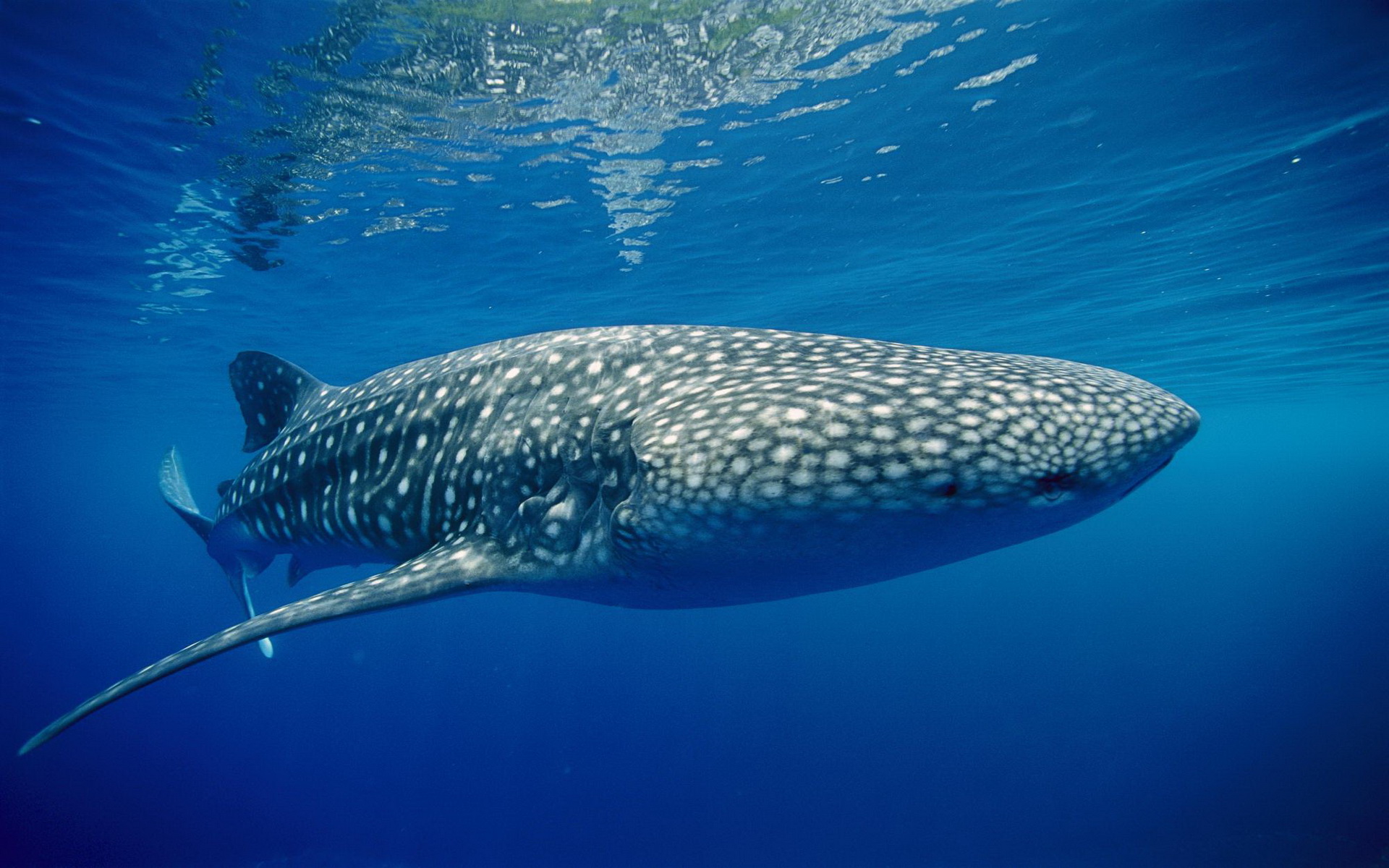 animal, whale shark