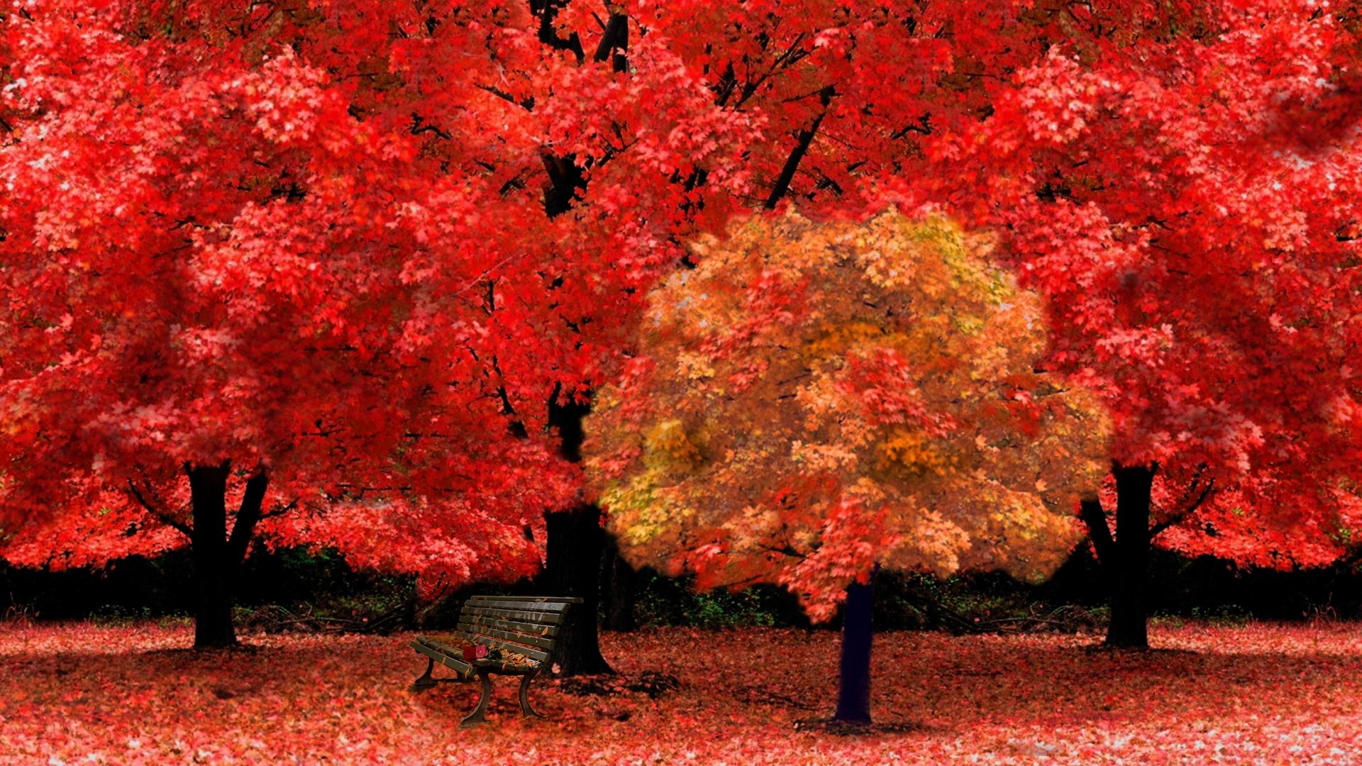 PCデスクトップに木, 秋, 森, 公園, ベンチ, マンメイド画像を無料でダウンロード