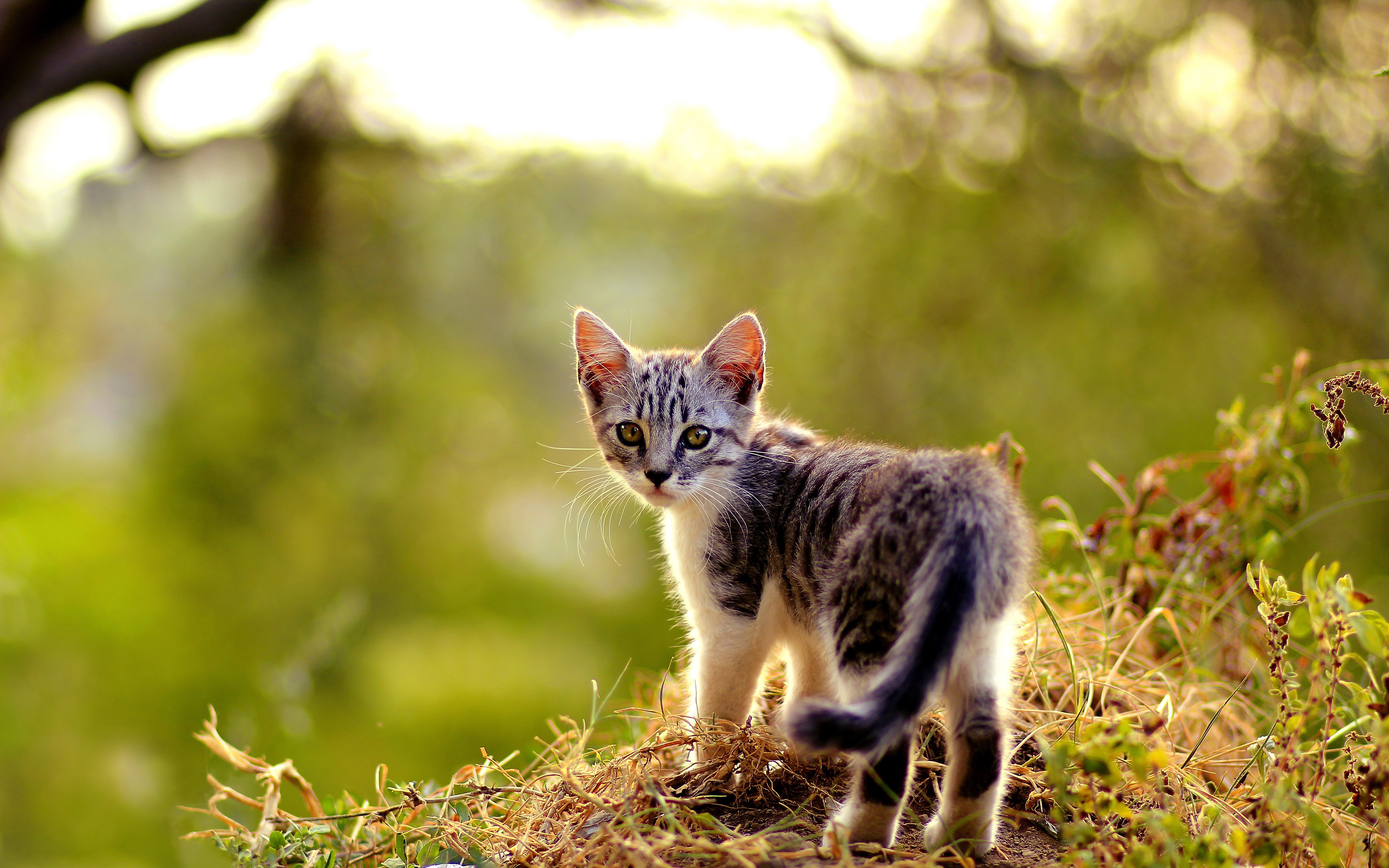 Handy-Wallpaper Kätzchen, Katze, Katzen, Gras, Tiere kostenlos herunterladen.