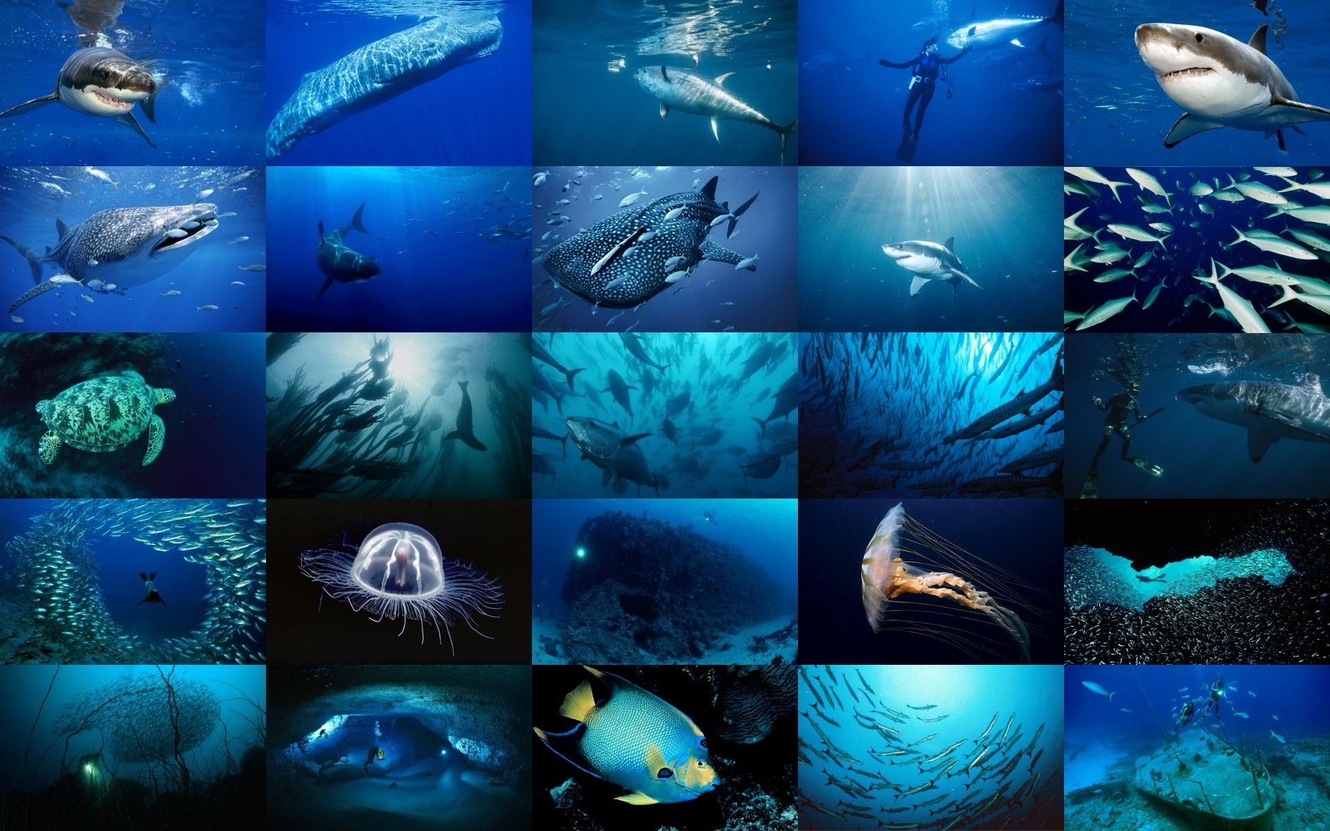 Download mobile wallpaper Sea, Ocean, Collage, Animal, Fish, Underwater for free.