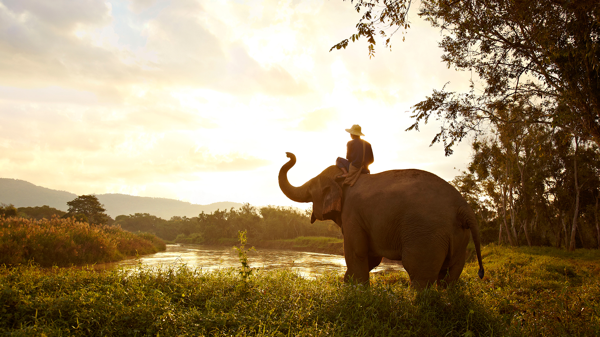Téléchargez des papiers peints mobile Animaux, Éléphants, Éléphant D'asie gratuitement.