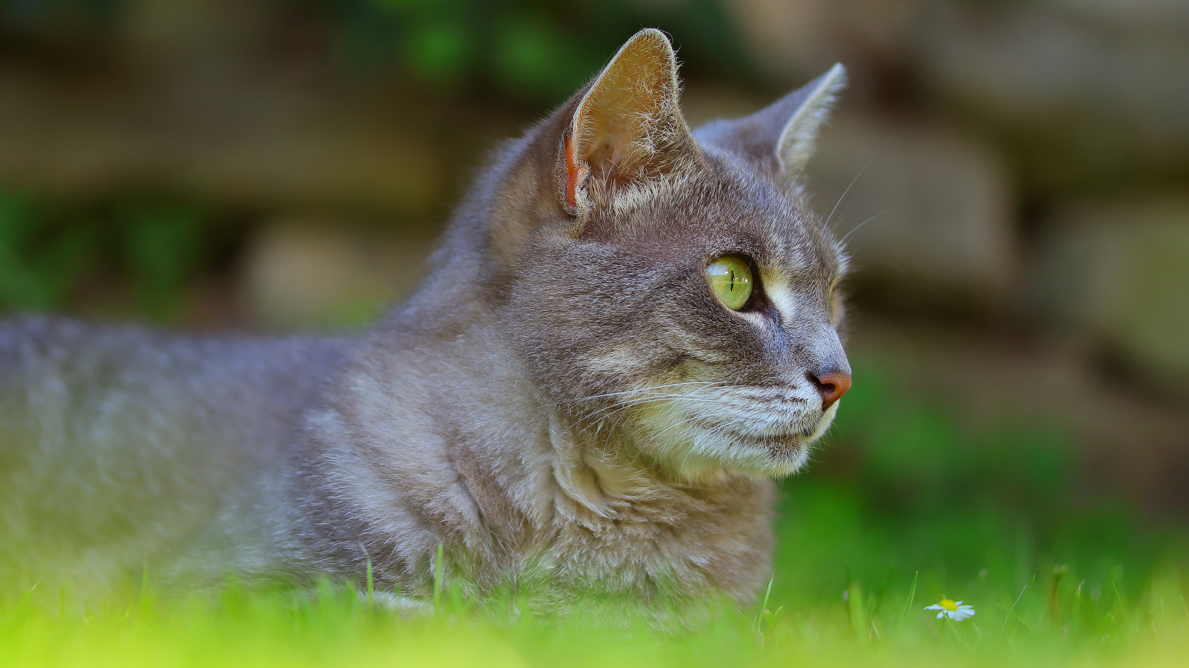 Laden Sie das Tiere, Katzen, Katze, Profil, Gras-Bild kostenlos auf Ihren PC-Desktop herunter
