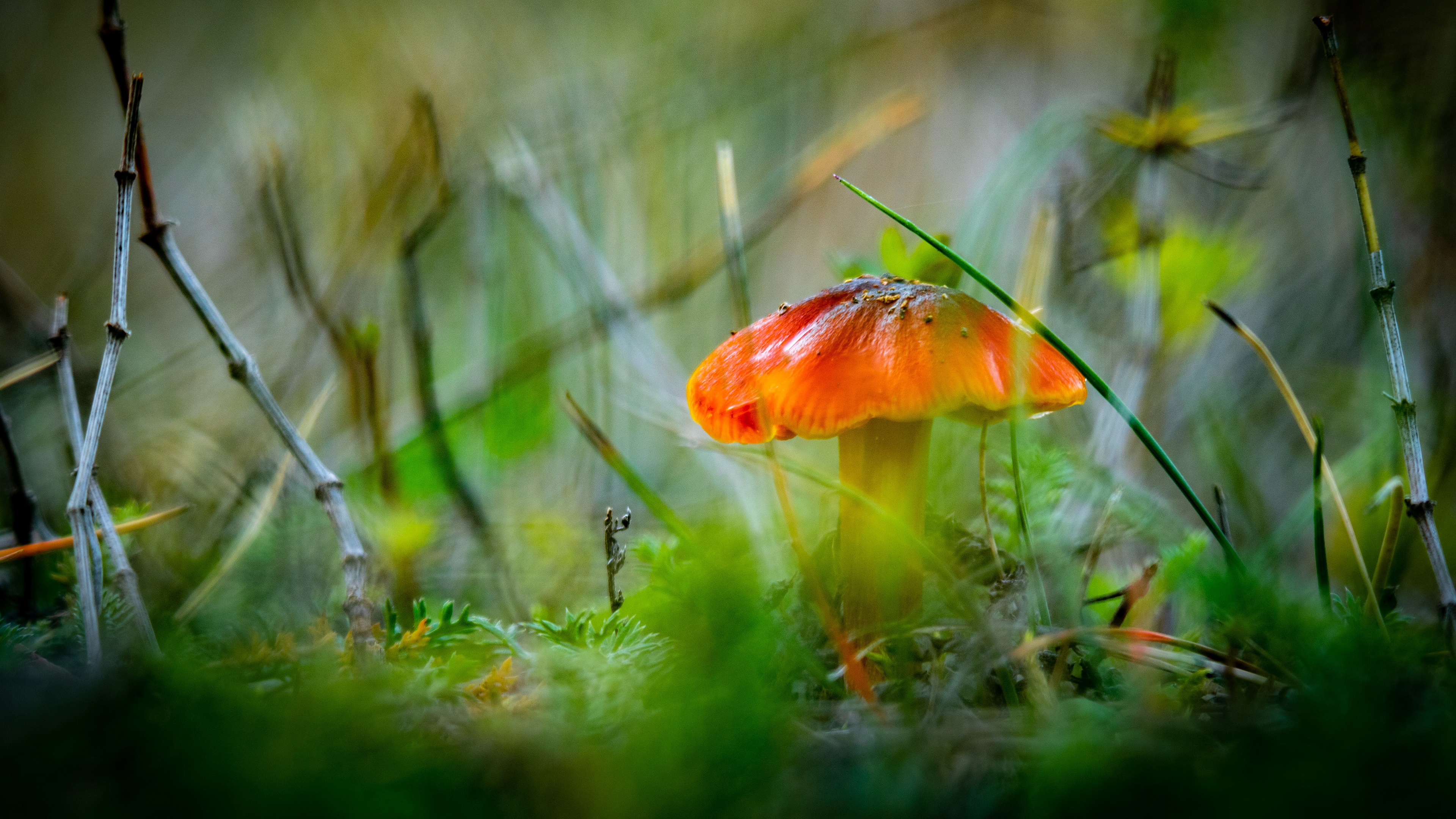 Free download wallpaper Nature, Blur, Earth, Mushroom on your PC desktop