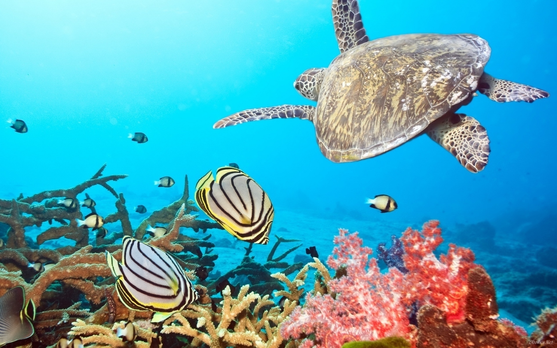 23801 Bild herunterladen tiere, turtles, sea, fische, türkis - Hintergrundbilder und Bildschirmschoner kostenlos