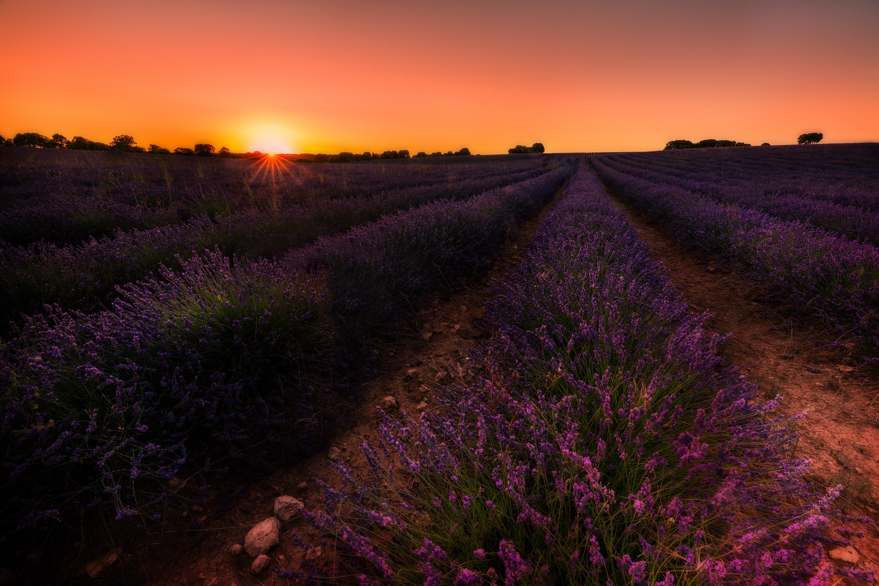 Laden Sie das Blumen, Blume, Feld, Lavendel, Sonnenuntergang, Lila Blume, Erde/natur-Bild kostenlos auf Ihren PC-Desktop herunter