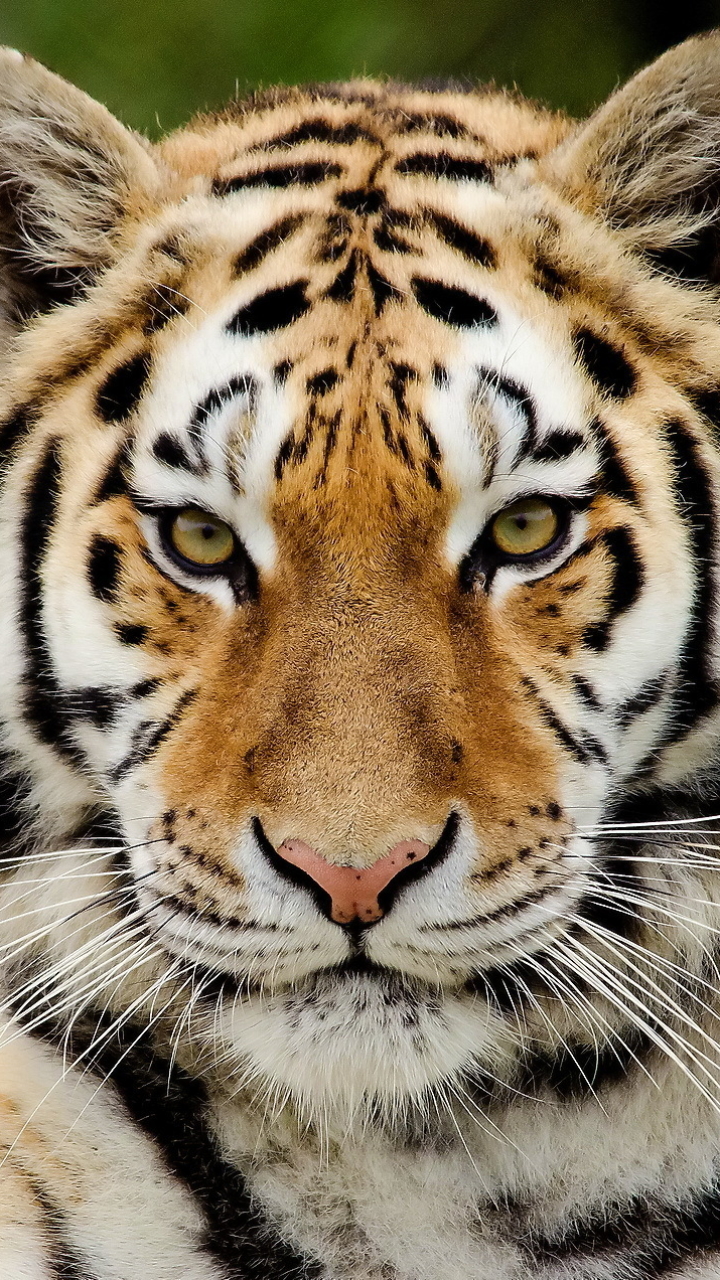 Descarga gratuita de fondo de pantalla para móvil de Animales, Gatos, Tigre.