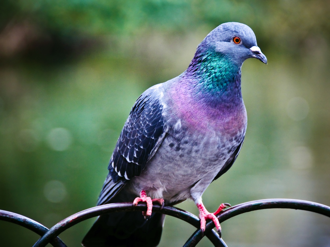 Download mobile wallpaper Bird, Animal, Pigeon for free.