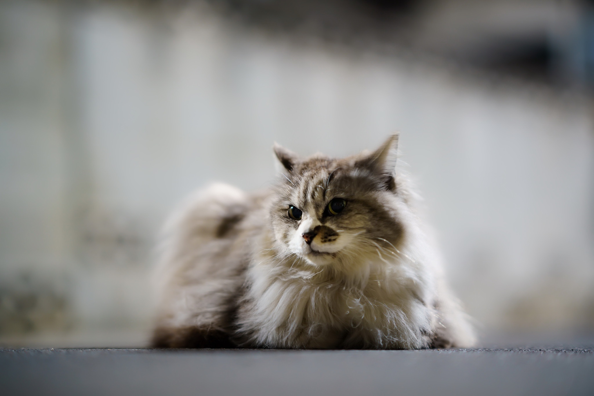 Baixe gratuitamente a imagem Animais, Gatos, Gato na área de trabalho do seu PC