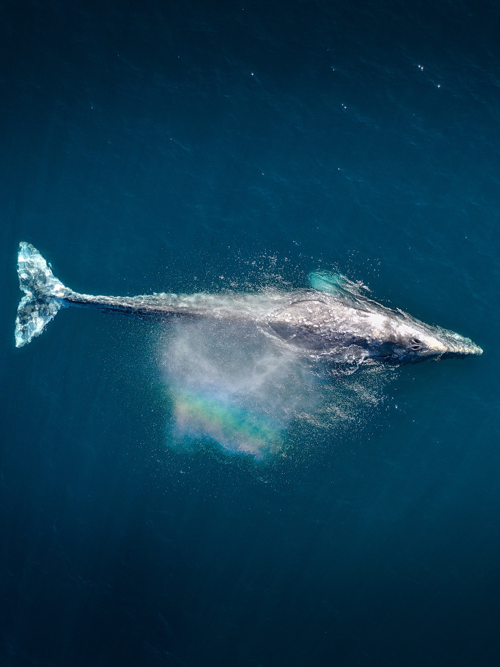 Descarga gratuita de fondo de pantalla para móvil de Animales, Ballena.