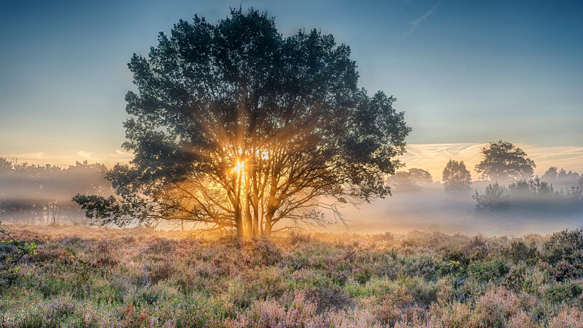 Download mobile wallpaper Nature, Tree, Fog, Sunrise, Earth, Sunbeam for free.