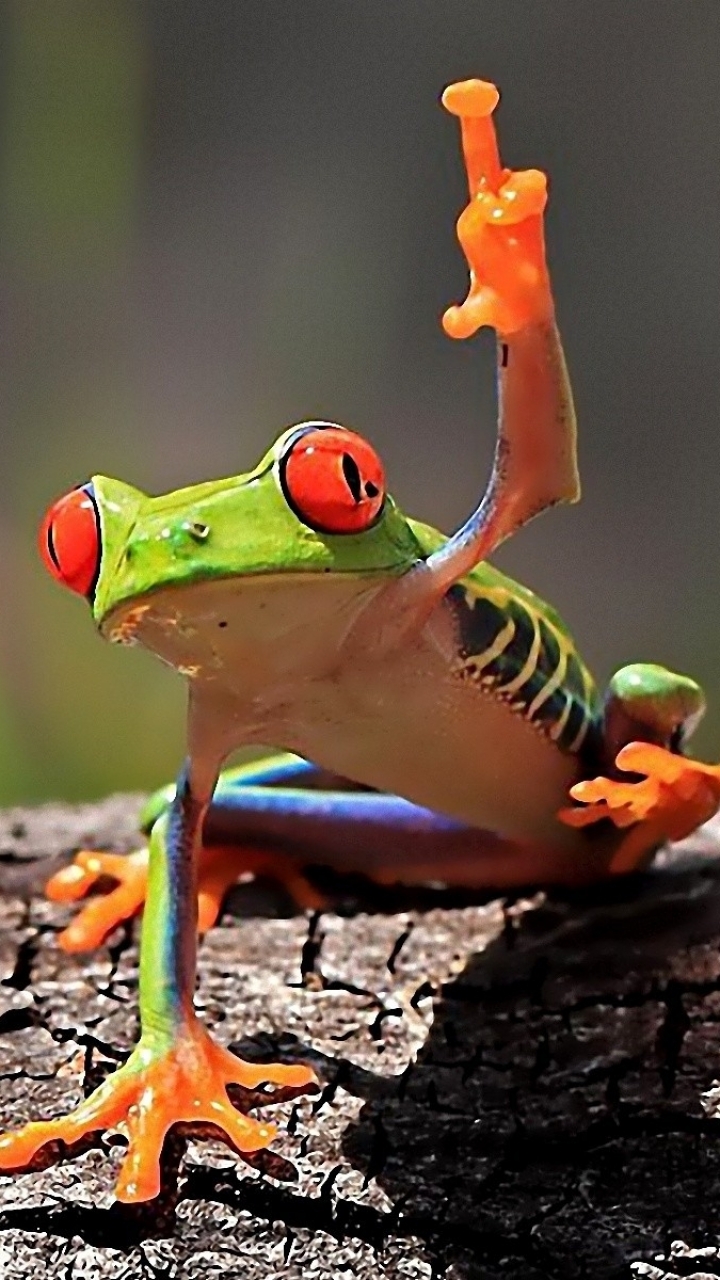 Download mobile wallpaper Funny, Frogs, Animal, Cute, Humor, Red Eyed Tree Frog for free.