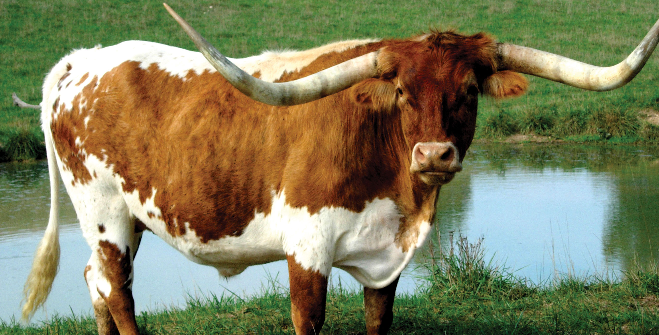 616338 скачать обои животные, длиннорогий скот, крупный рогатый скот - заставки и картинки бесплатно