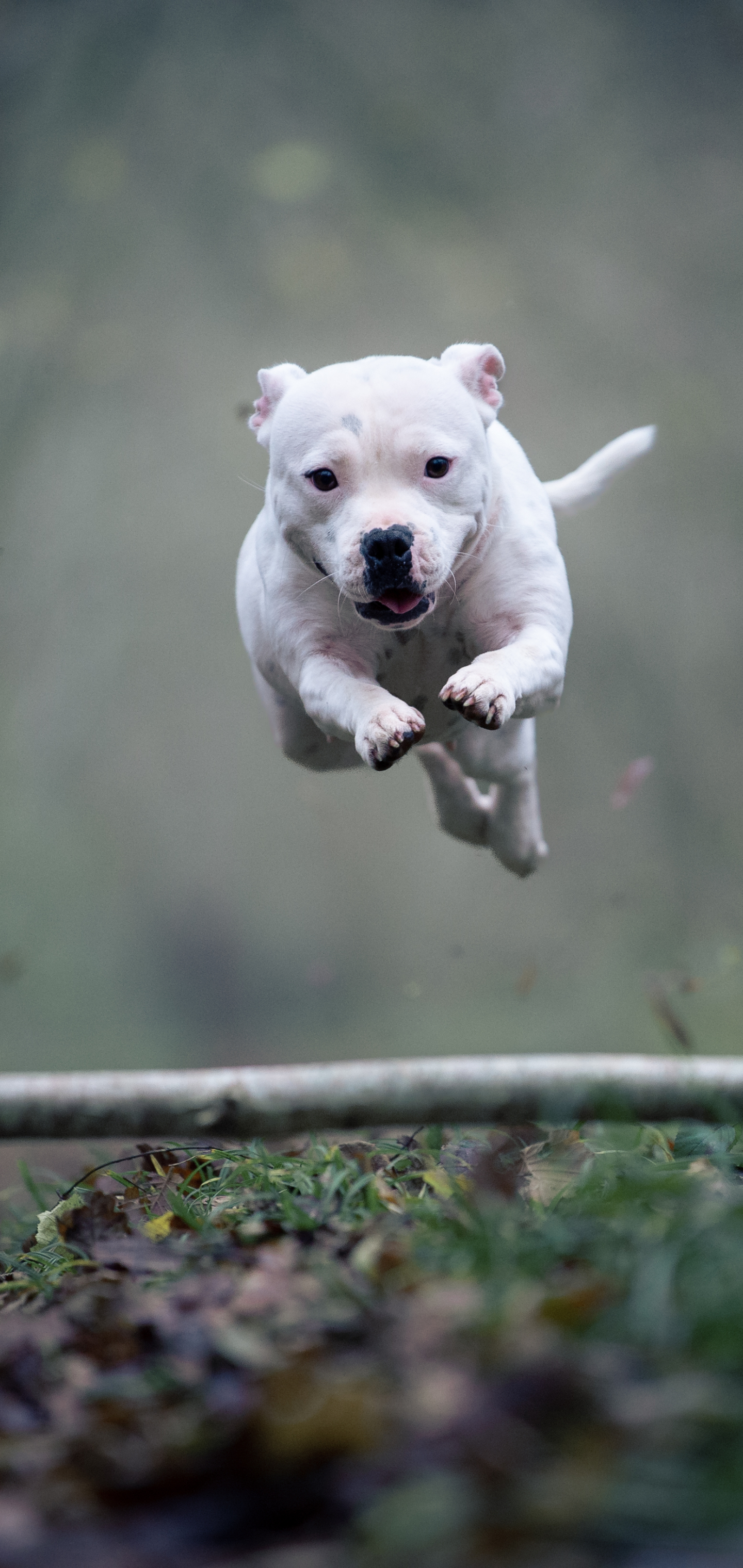 Download mobile wallpaper Dogs, Animal, Bull Terrier, Staffordshire Bull Terrier for free.