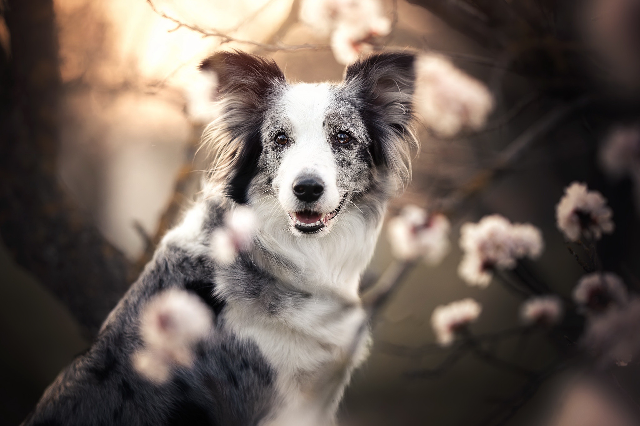 Laden Sie das Tiere, Hunde, Hund, Border Collie-Bild kostenlos auf Ihren PC-Desktop herunter
