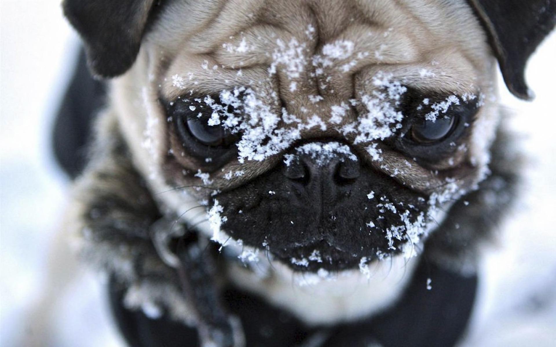 Baixe gratuitamente a imagem Animais, Cães, Cão na área de trabalho do seu PC