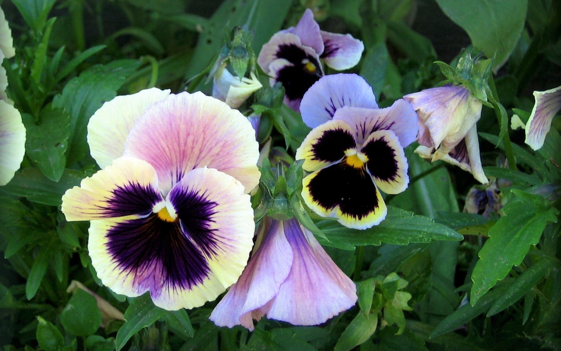 Descarga gratis la imagen Flores, Flor, Hoja, Tierra/naturaleza, Viola × Wittrockiana en el escritorio de tu PC