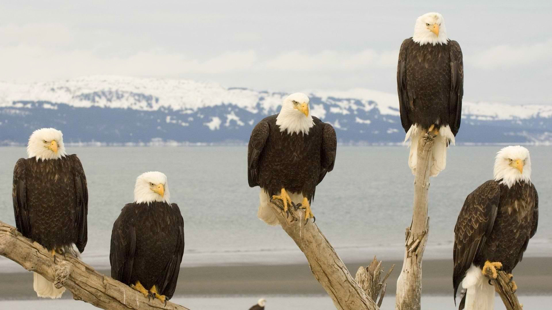 Free download wallpaper Birds, Animal, Eagle on your PC desktop